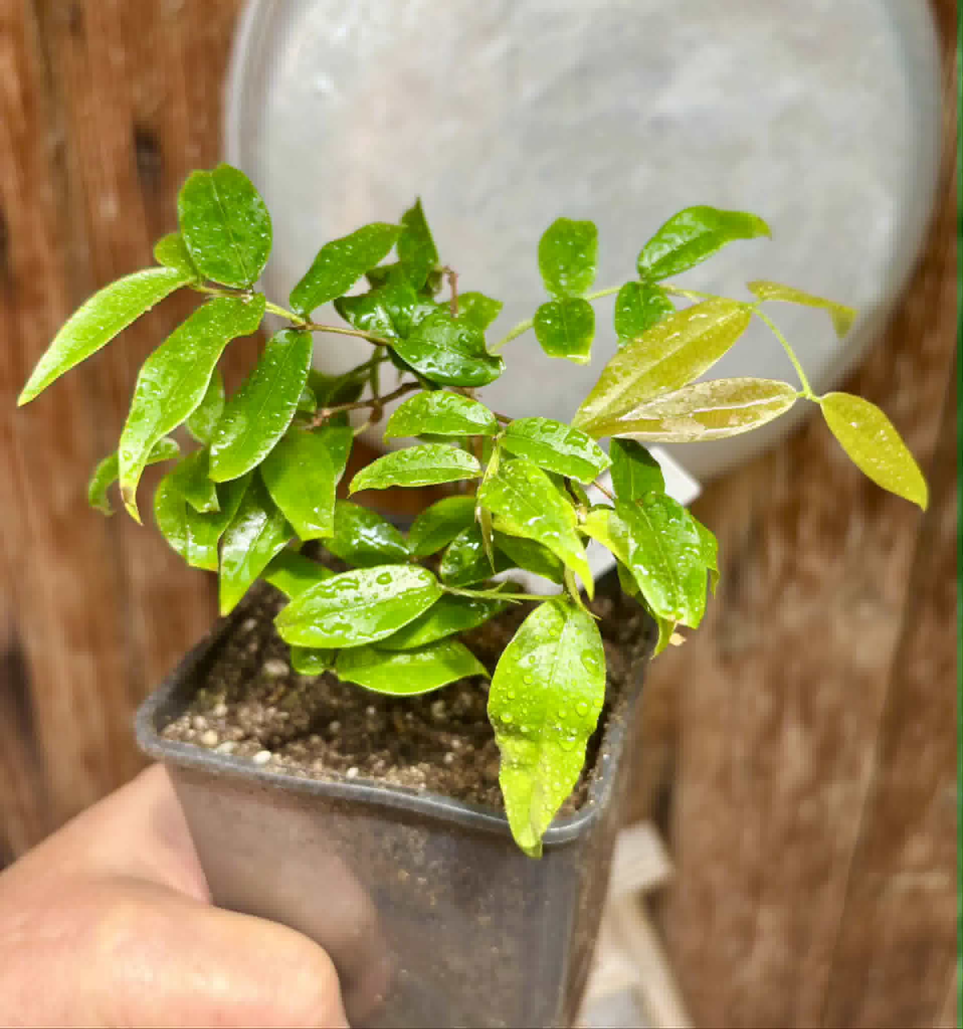 Plinia sp Giant Piray Argentina - 1 potted plant / 1 getopfte Pflanze