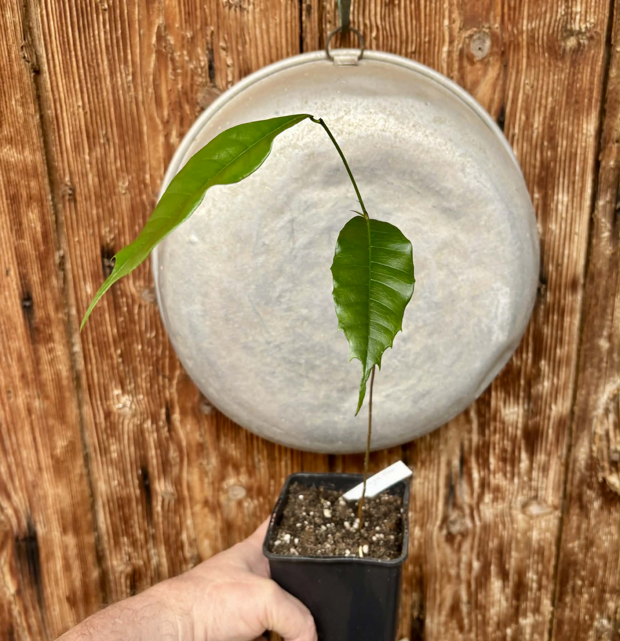 Brosimum alicastrum - Maya nut / Maya Nuss - 1 potted plant / 1 getopfte Pflanze