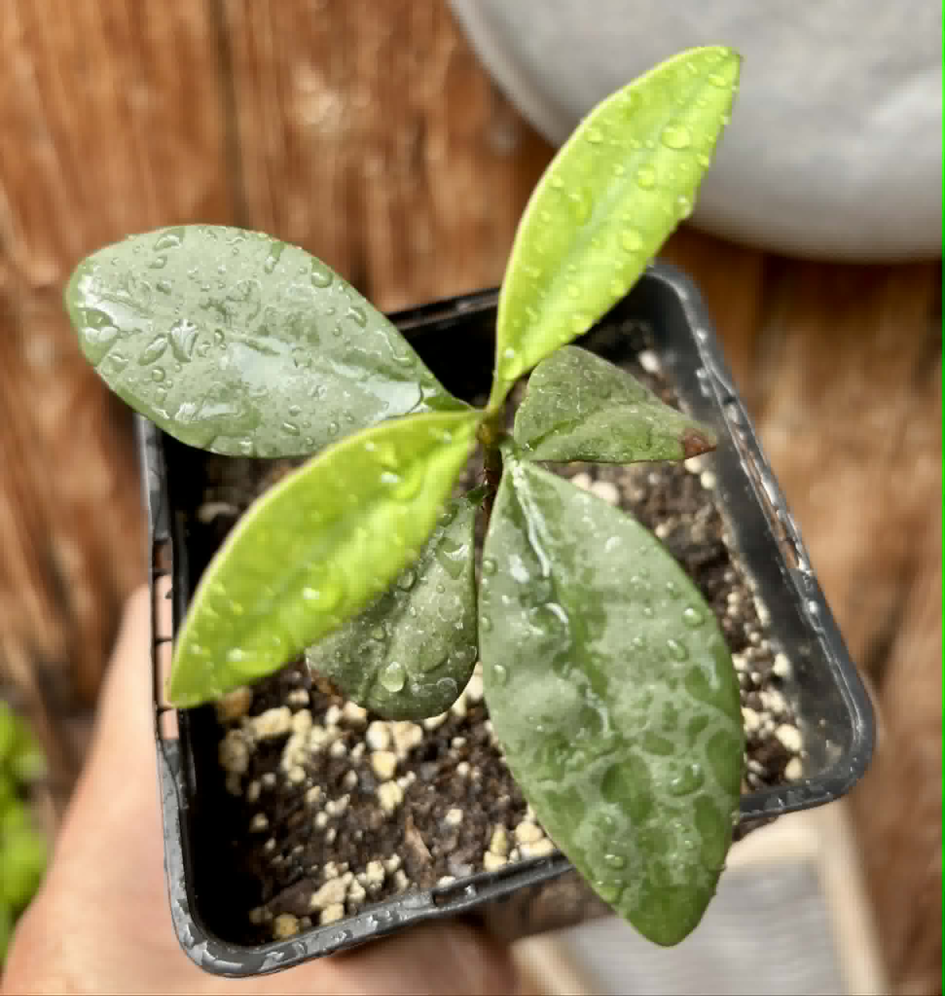 Eugenia sp Unana -  1 potted seedling / 1 getopfter Sämling