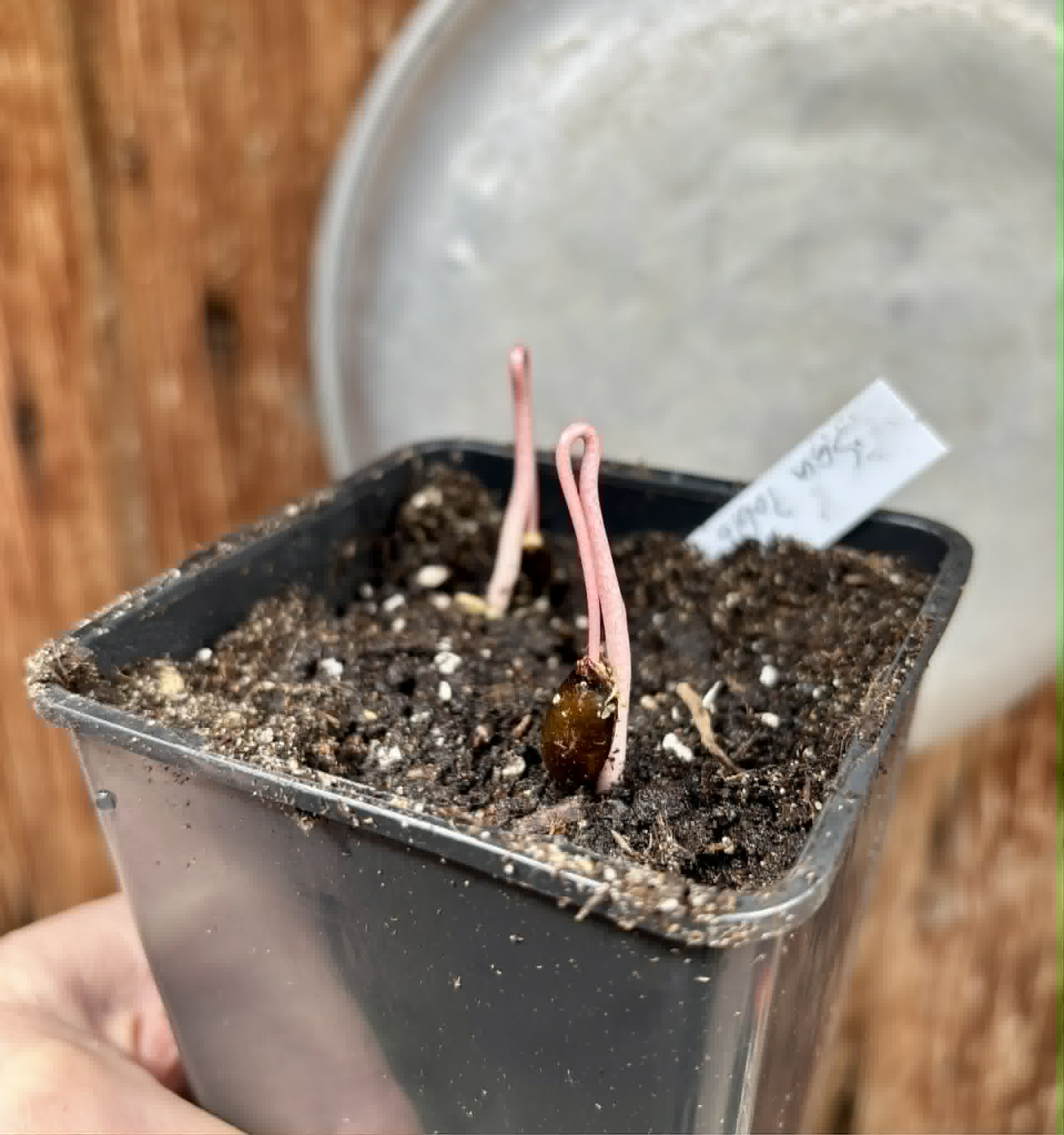 2 in 1 pot - Annona reticulata var San Pablo - 2 potted seedlings in 1 pot / 2 getopfte Sämlinge in einem Topf 