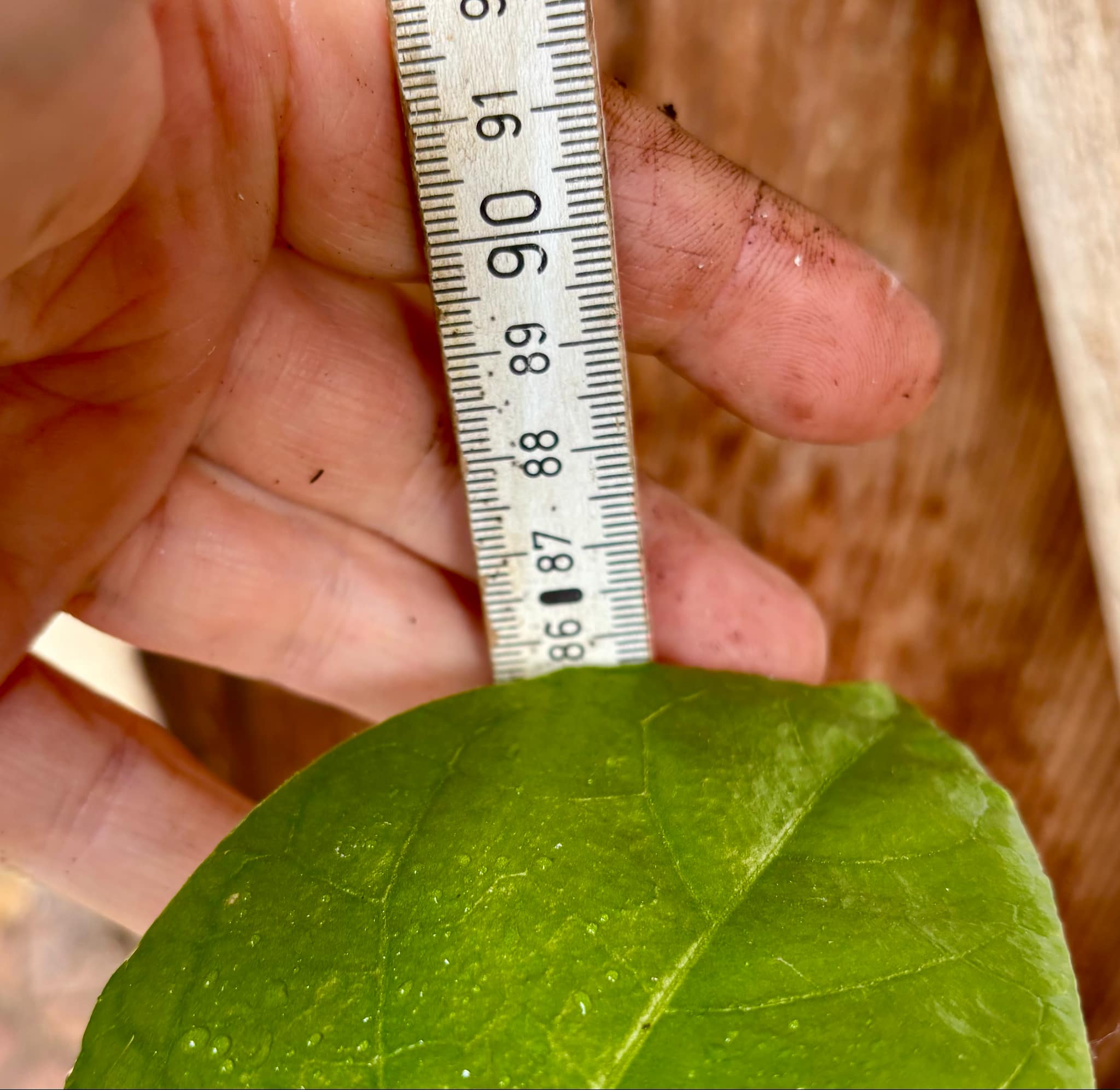 Guava Tamarillo (Solanum diploconos) - 1 potted plant / 1 getopfte Pflanze Guava Tamarillo (Solanum diploconos) - 1 potted plant / 1 getopfte Pflanze