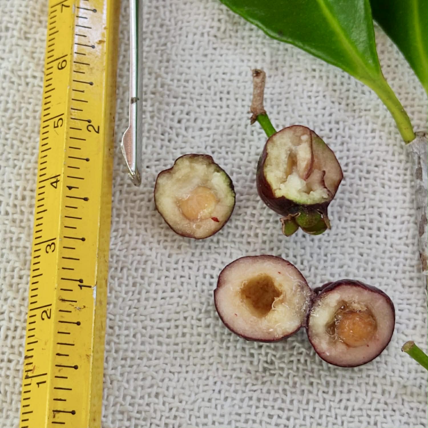 Pre Order - Psidium sp Pingo Roxo - 1 fresh seed / 1 frischer Samen