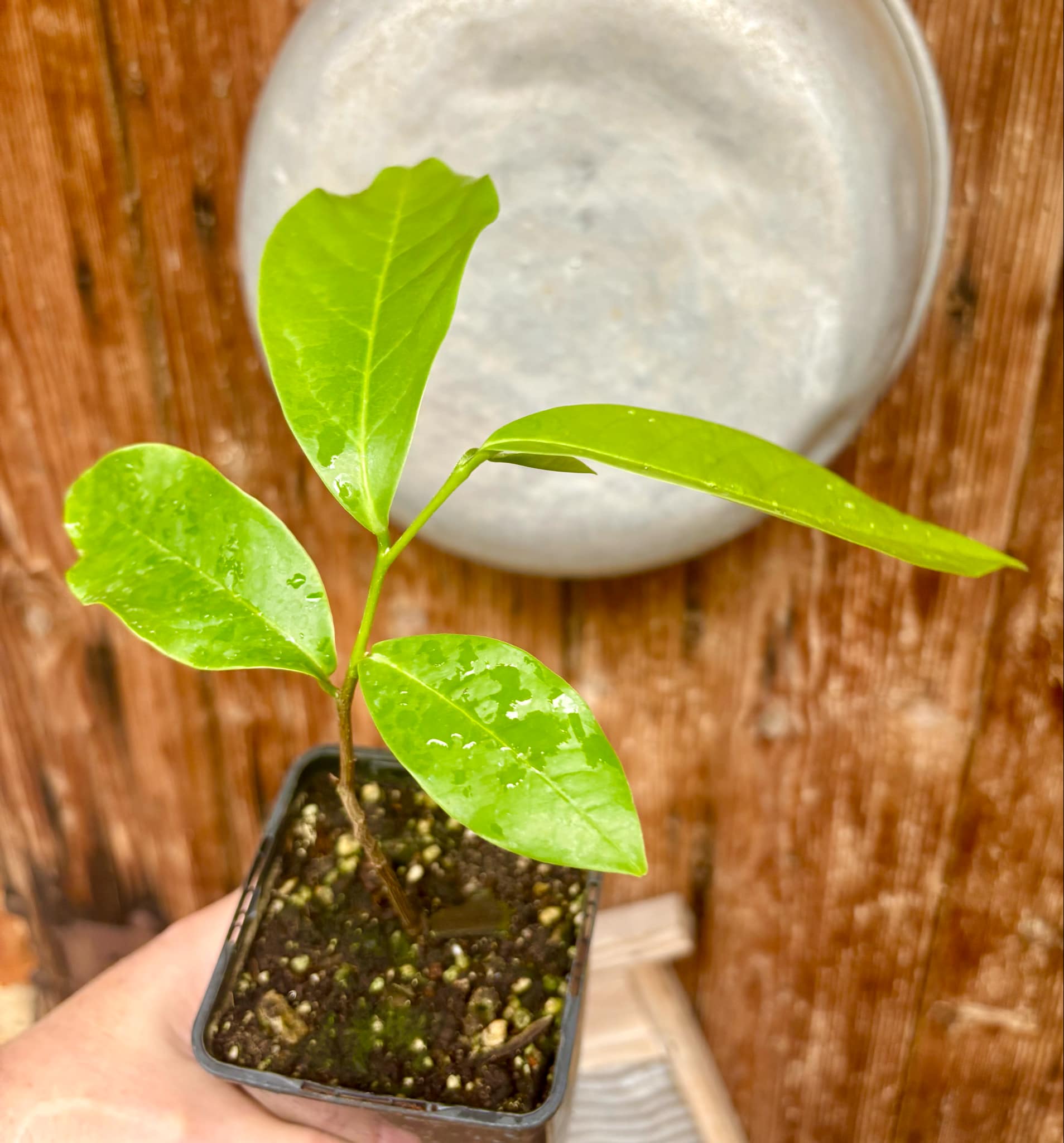 Annona montana - Mountain Soursop - 1 potted plant / 1 getopfte Pflanze