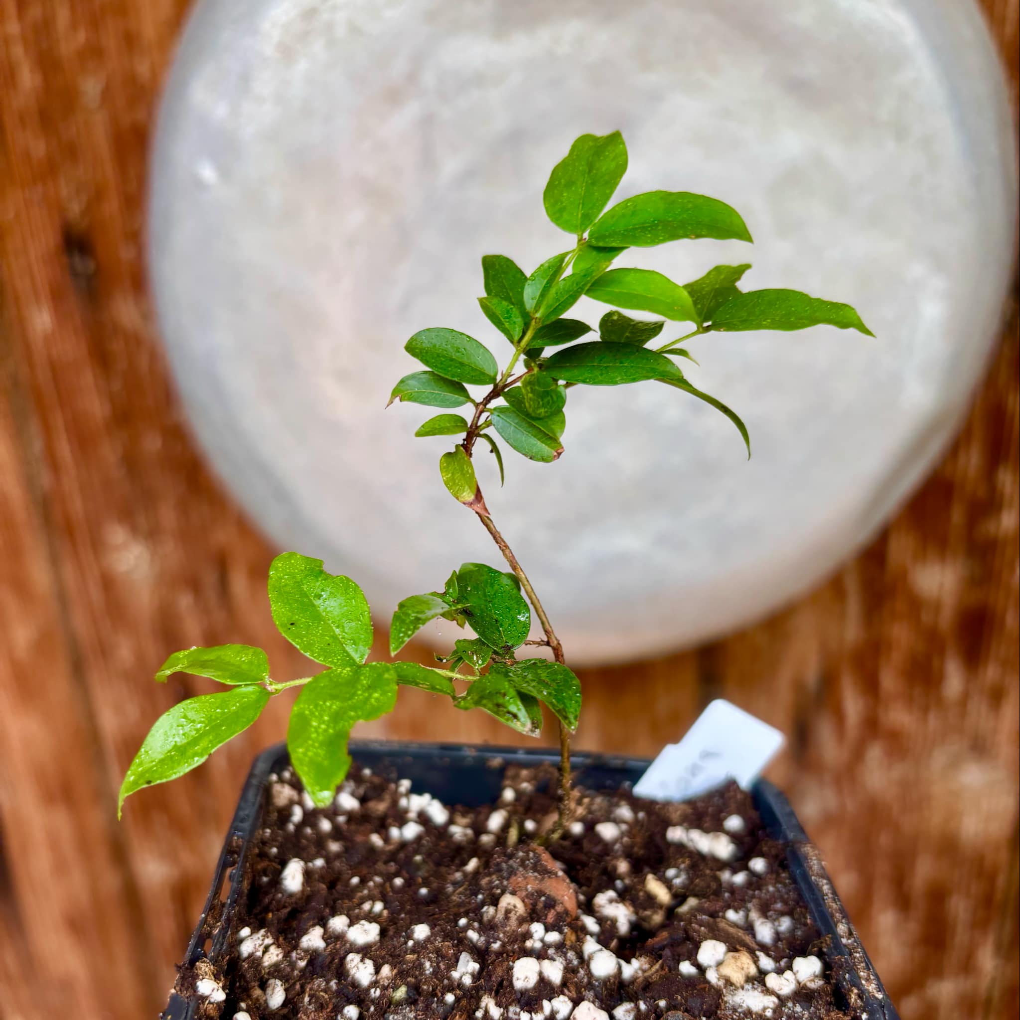 1.5 years old - Plinia sp peruana - 1 potted plant / 1 getopfte Pflanze