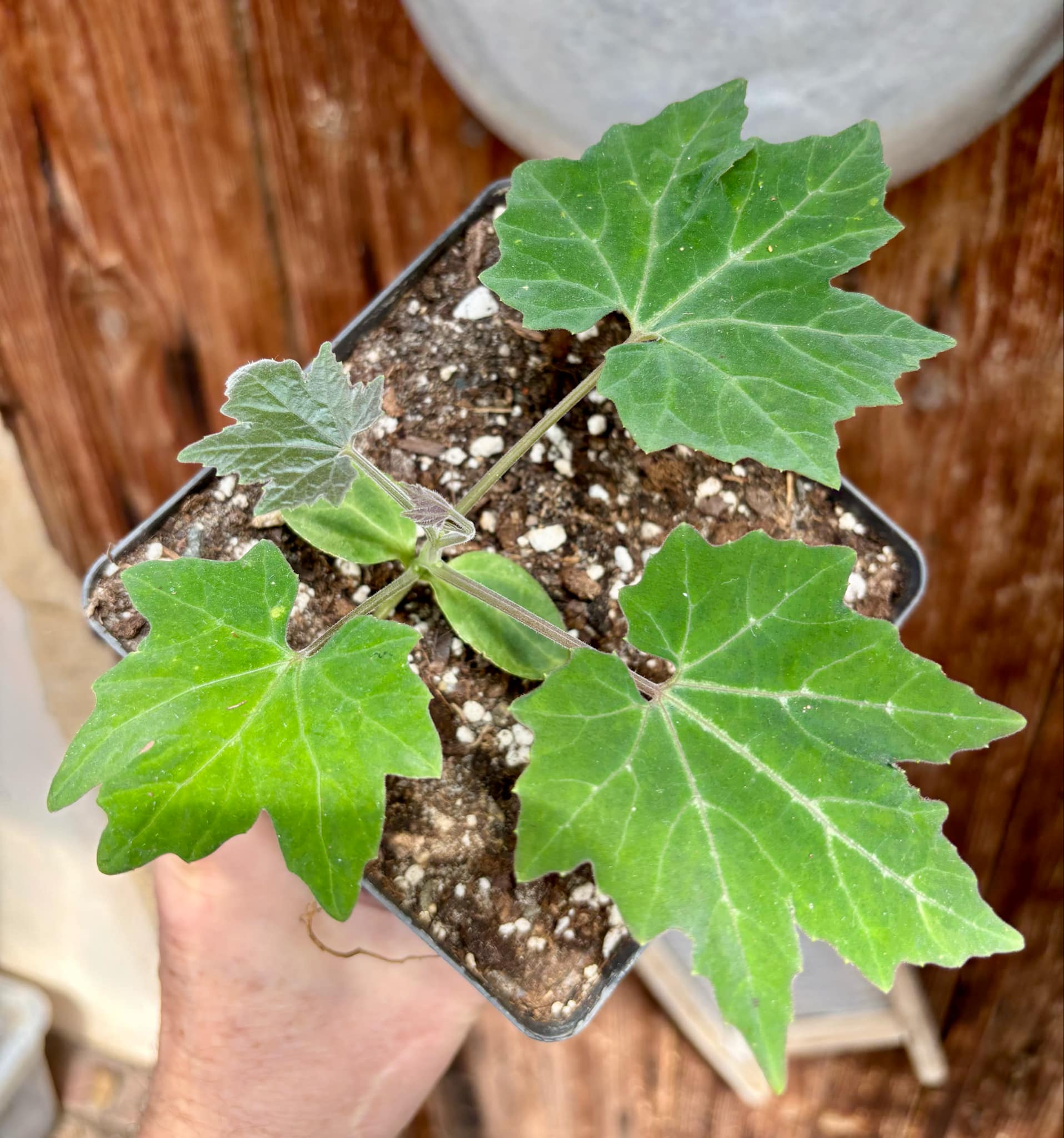 Sicana odorifera - Cassabanana - 1 potted plant / 1 getopfte Pflanze