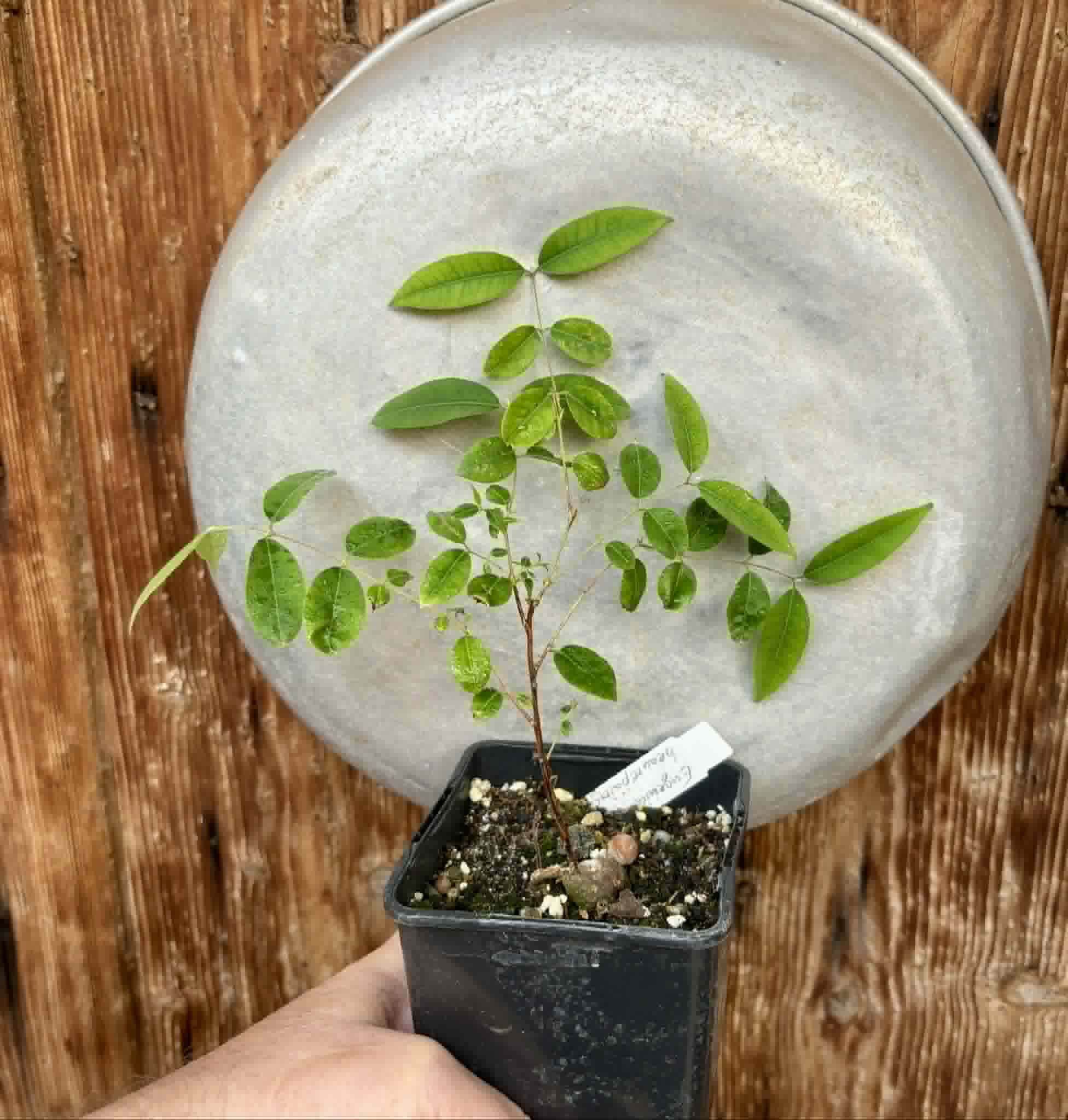 Uvaia do Visconde (Eugenia beaurepairiana) - potted seedling / 1 getopfter Sämling