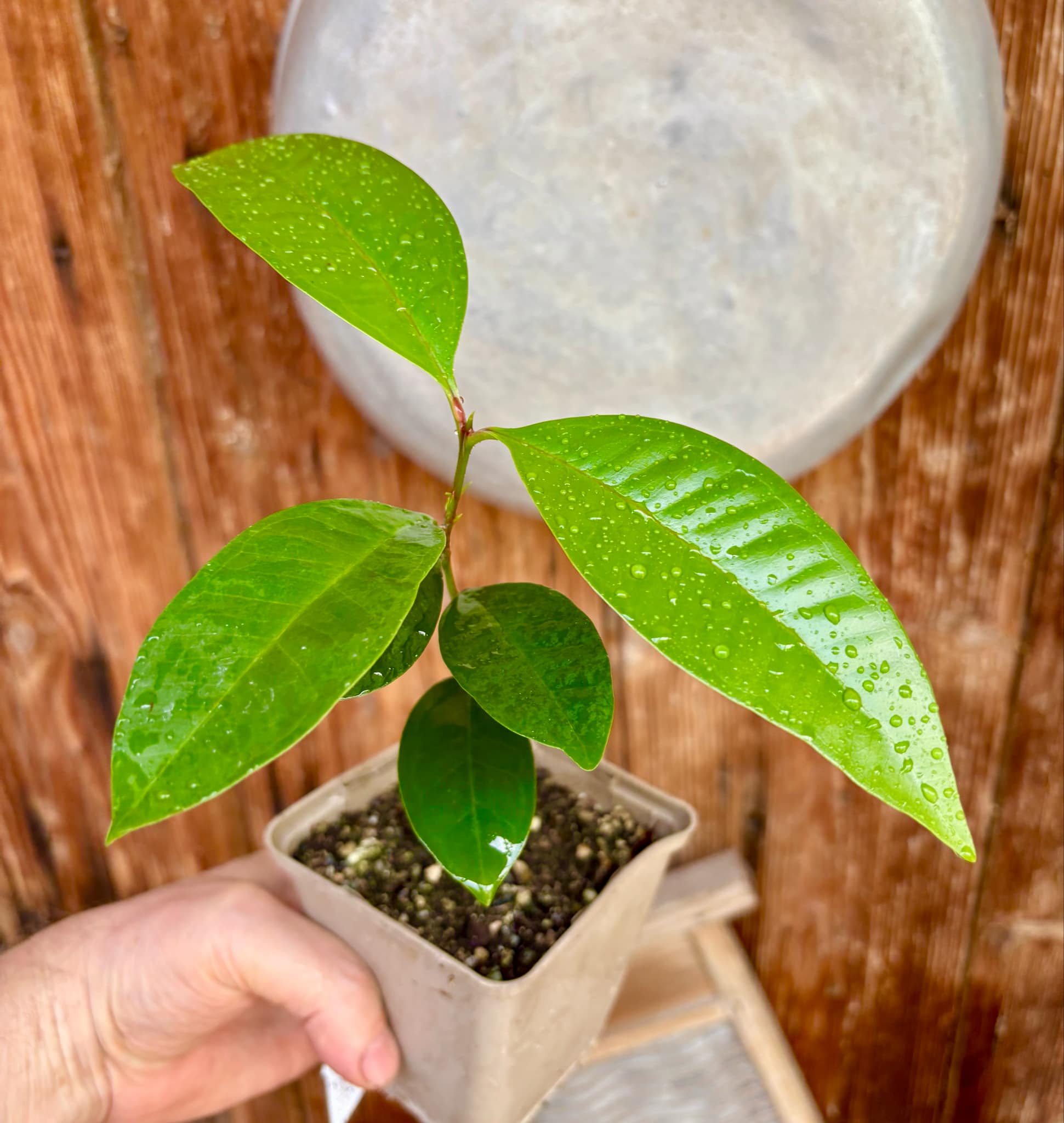 Syzygium sp Khao Luang - 1 potted plant / 1 getopfte Pflanze
