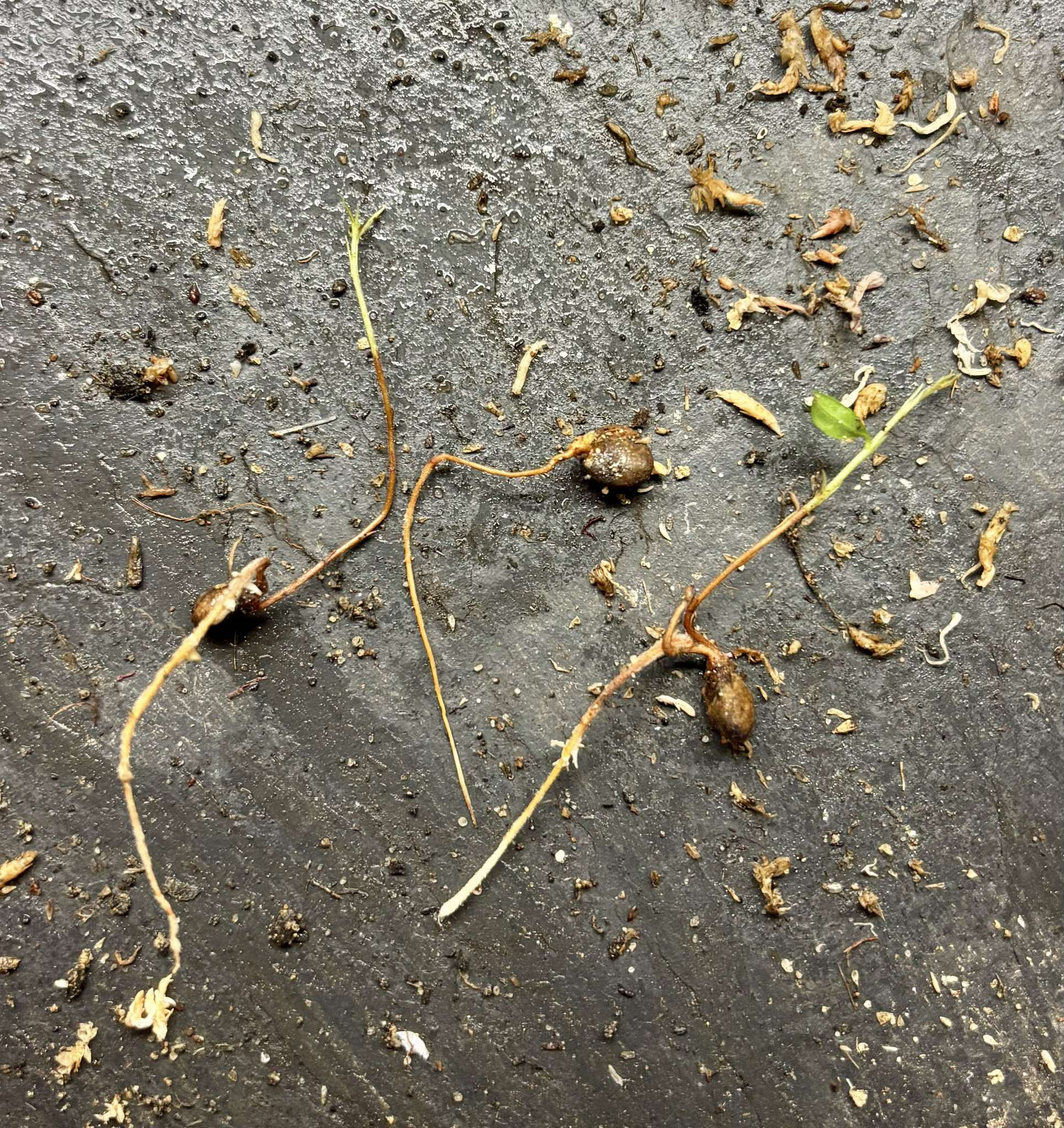 last 3 seeds - Dwarf Grumixama (Eugenia itaguahiensis) - 1 germinated seed / 1 gekeimter Samen