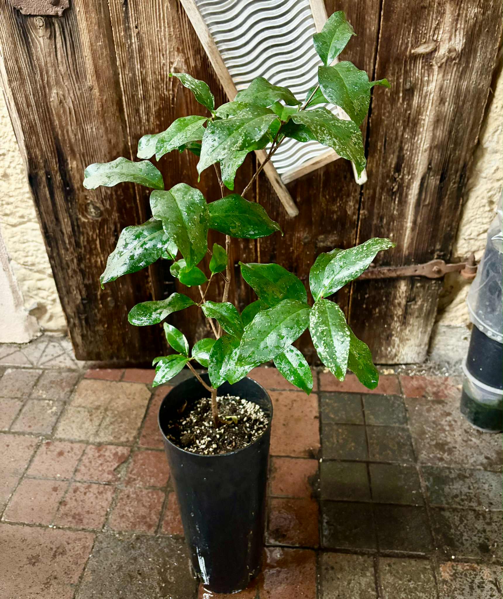 4 years old - variegated Eugenia sp Laranja Serralandia - 1 potted plant / 1 getopfte Pflanze