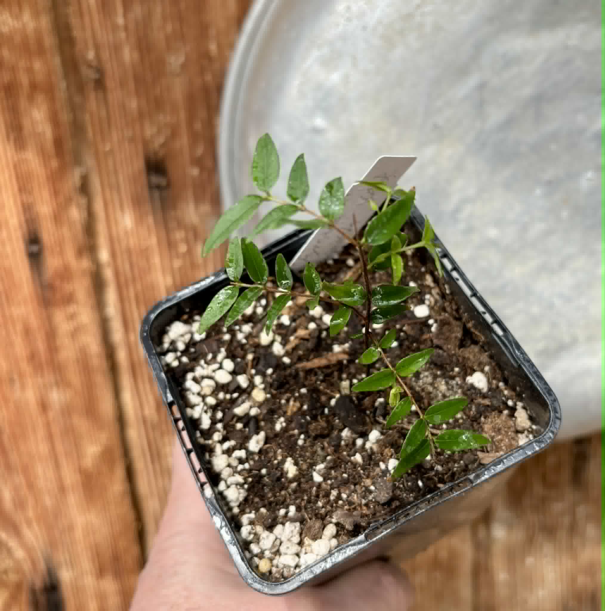 Myrciaria cuspidata BLACK - 1 potted seedling / 1 getopfter Sämling