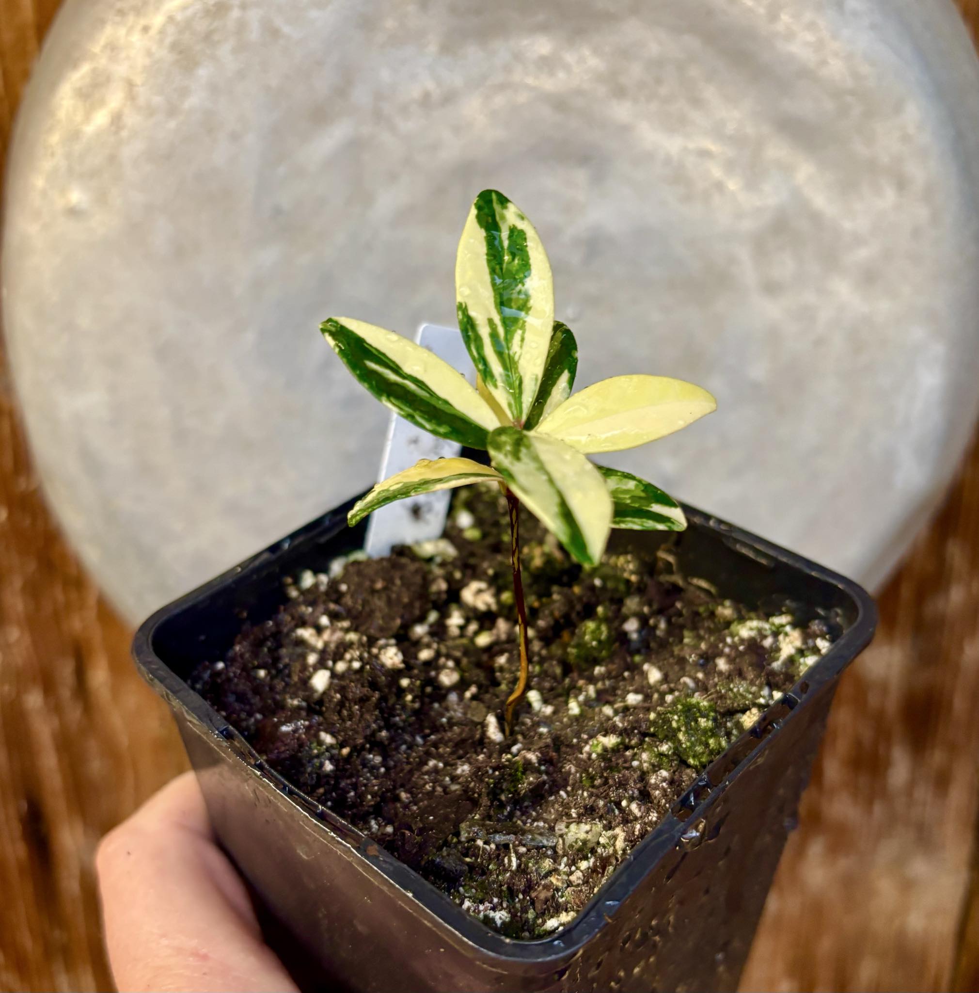 Ultra rare - variegated Eugenia reinwardtiana - Cedarbay Cherry -  1 potted seedling / 1 getopfter Sämling