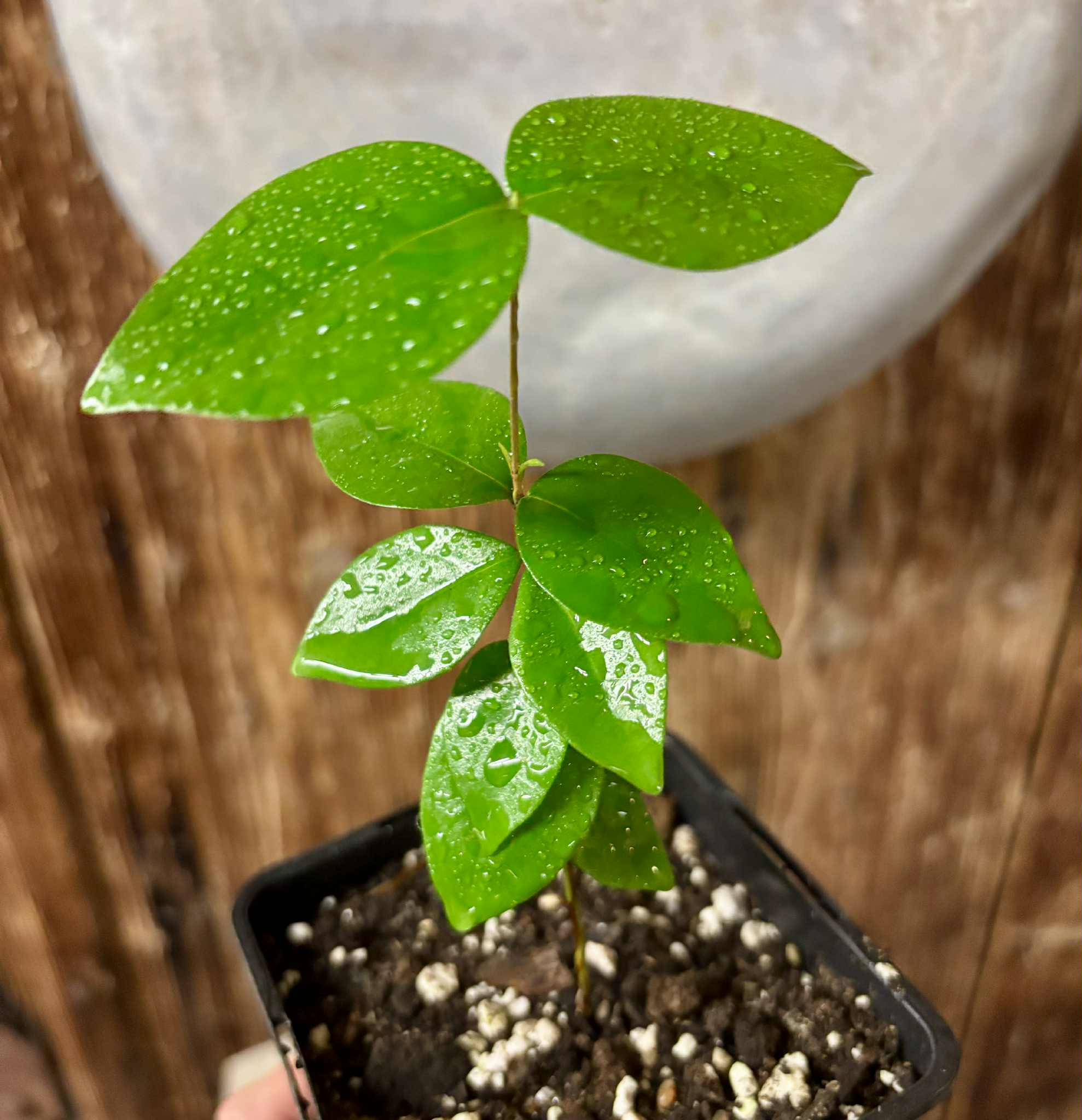 Eugenia uniflora var. Teneriffa  - 1 potted seedling / 1 getopfter Sämling