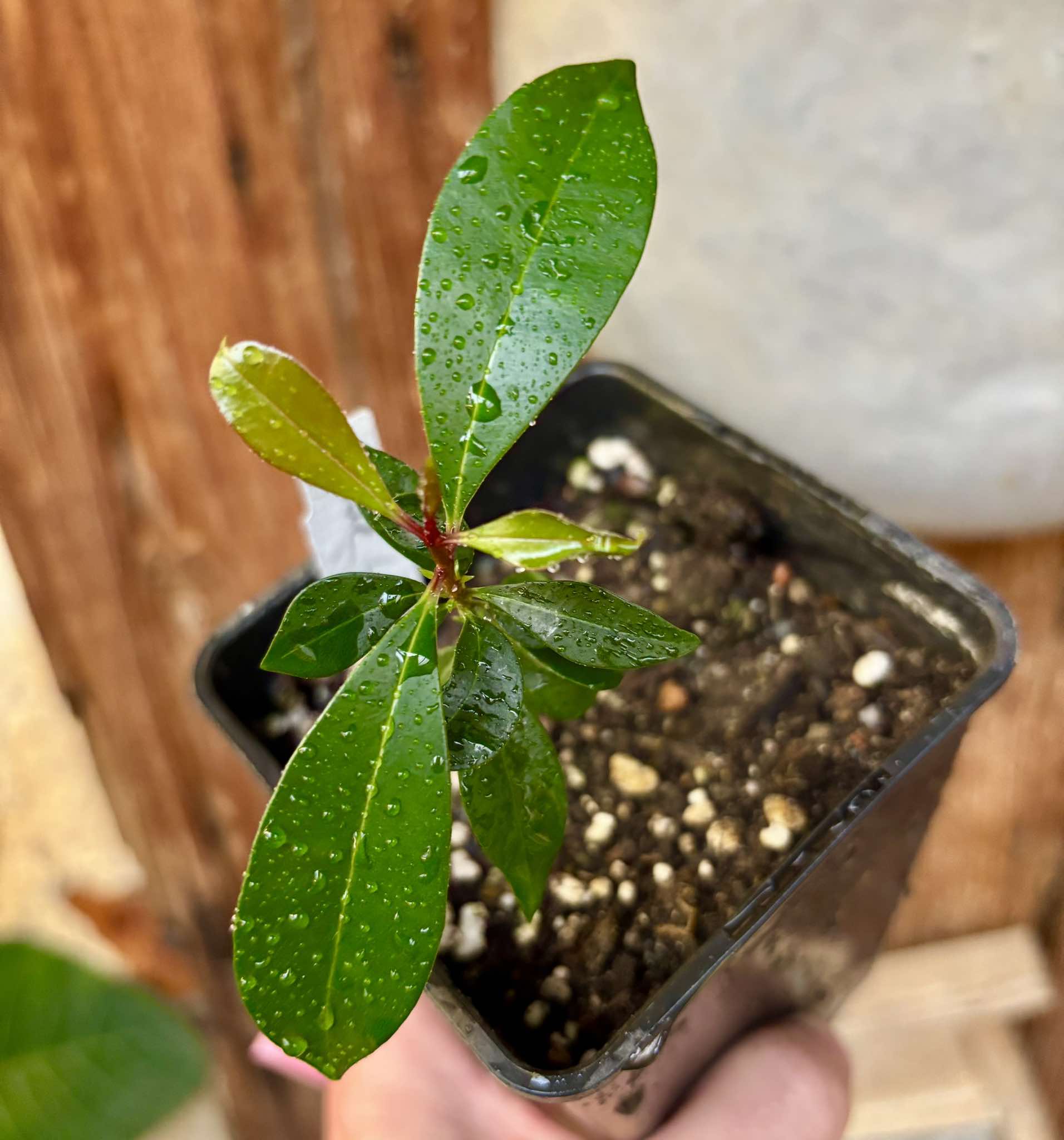 Syzygium oleosum - Blue Lilly Pilly - 1 potted plant / 1 getopfte Pflanze