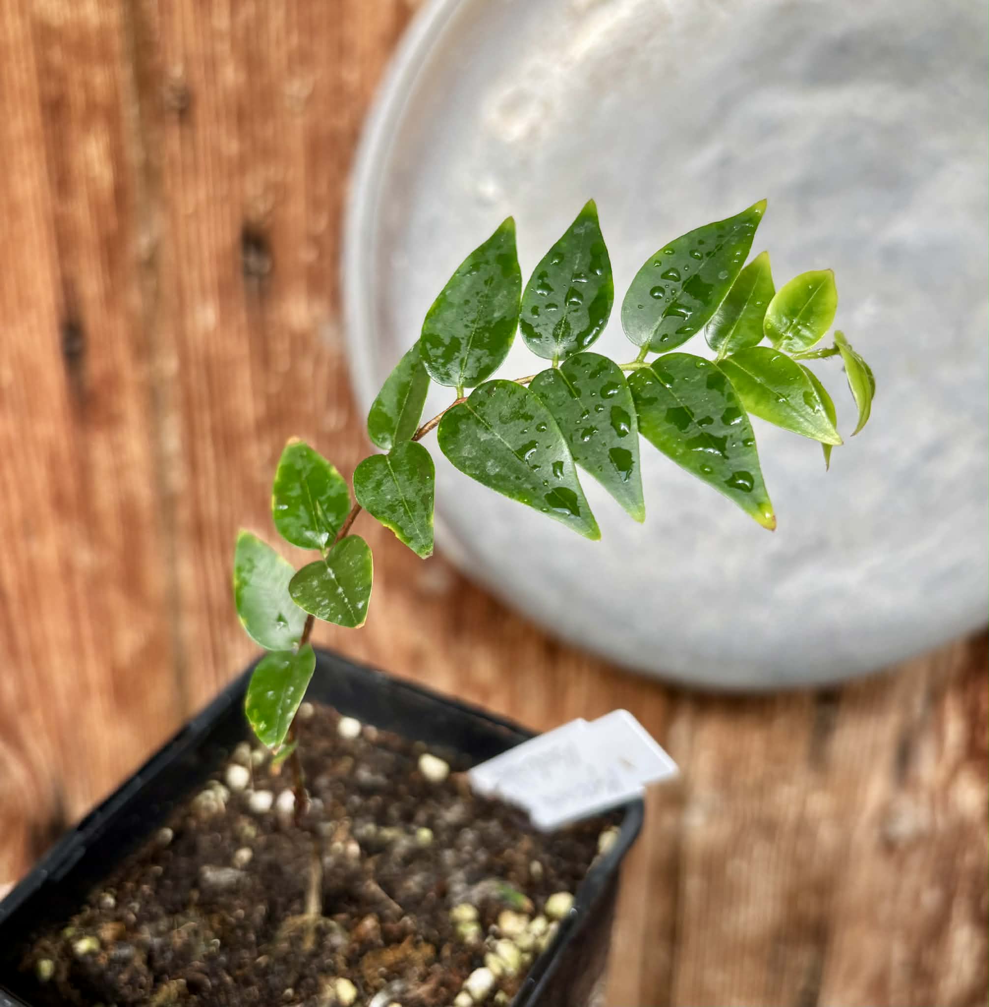 Myrciaria sp Nordestina - 1 potted seedling / 1 getopfter Sämling