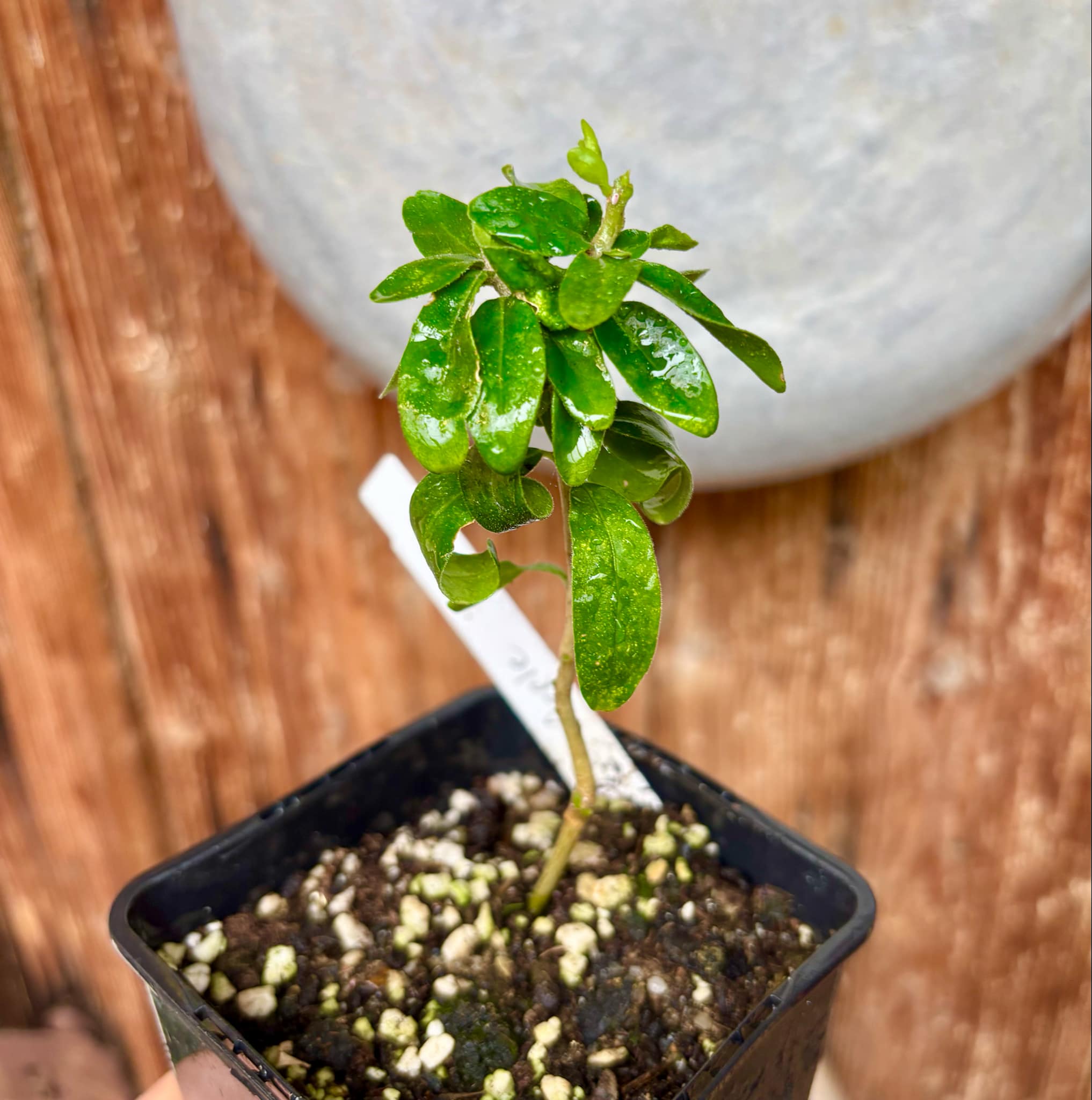 Kei Apple (Dovyalis caffra) Nr. 6 - 1 potted plant / 1 getopfte Pflanze Kei Apple (Dovyalis caffra) Nr. 6 - 1 potted plant / 1 getopfte Pflanze