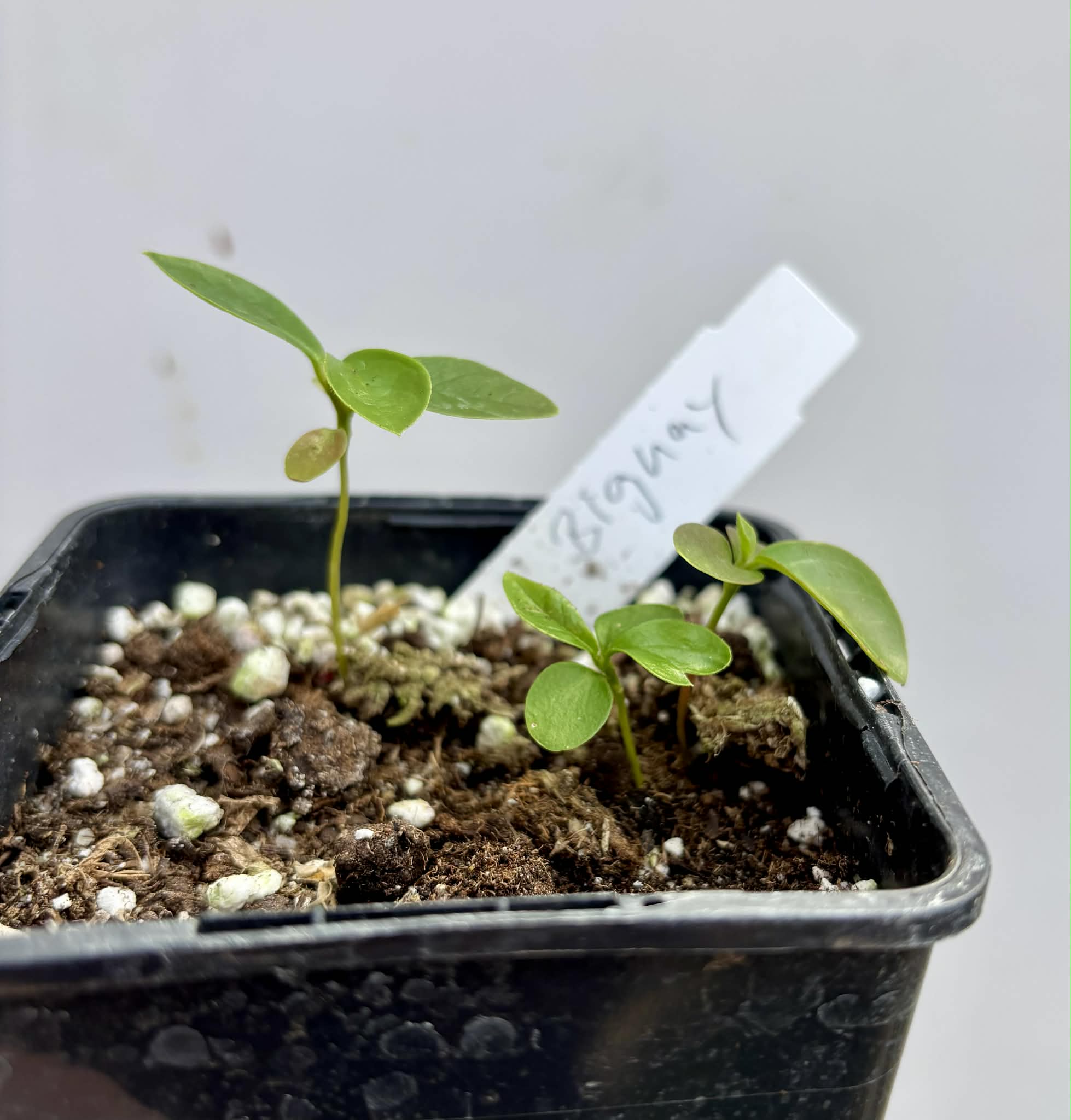 3 in 1 pot - Bignay (Antidesma bunius) -  3 seedlings in one pot / 3 Sämlinge in einem Topf