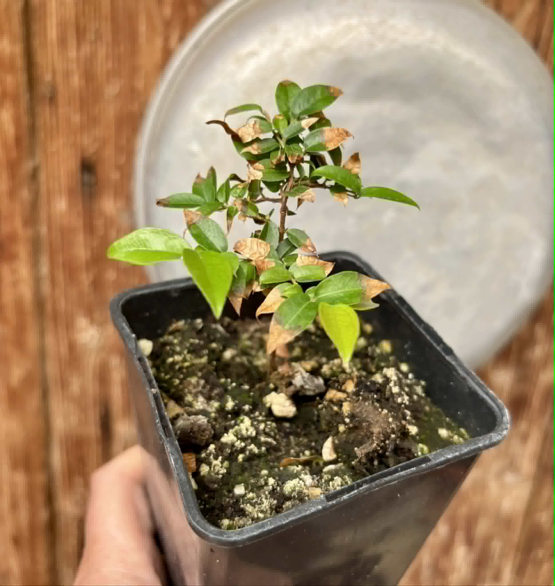 Plinia sp Cruz de Diamantina - 1 potted plant/ 1 getopfte Pflanze