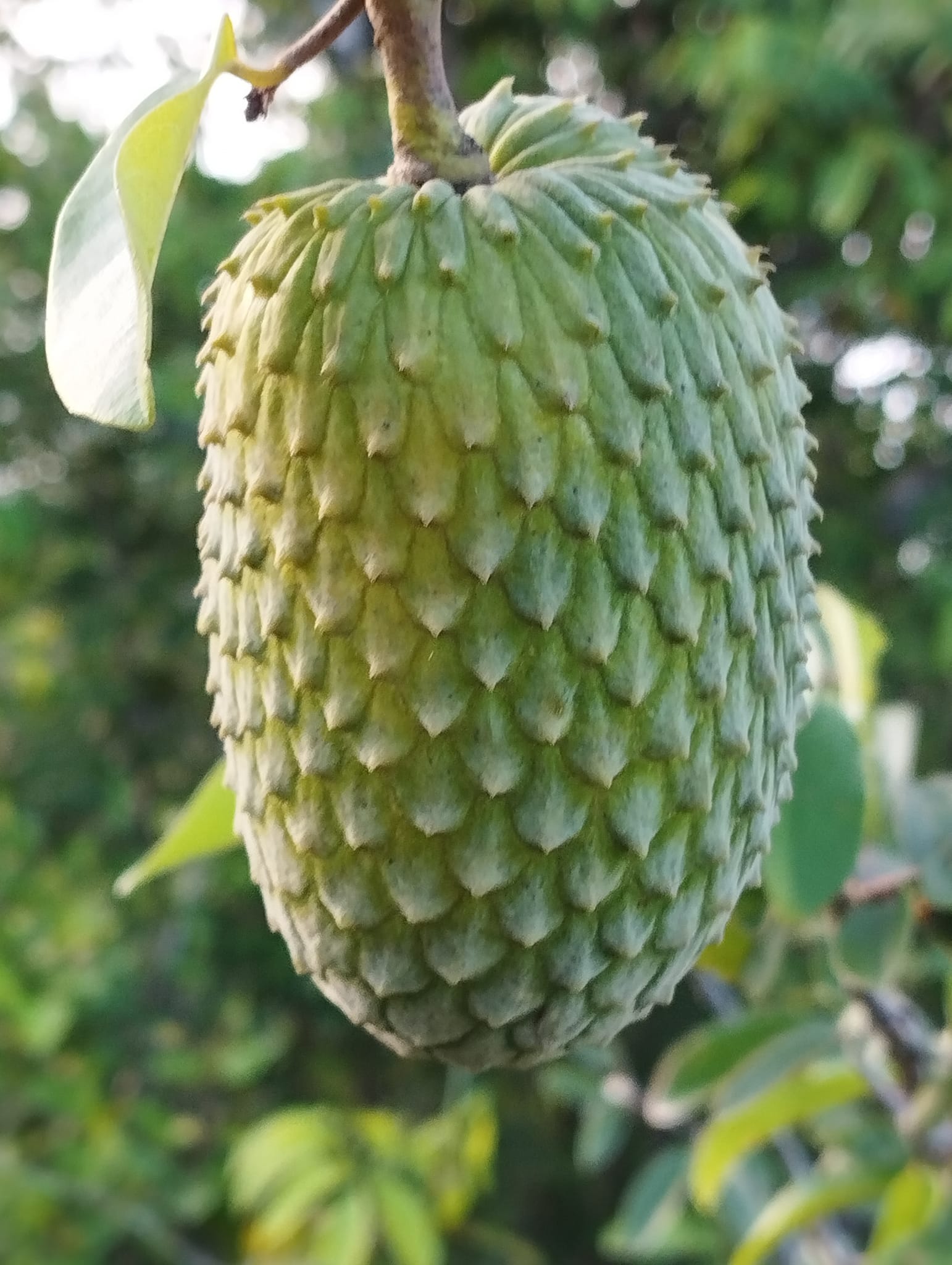 Annona sp. Neles  - 1 potted plant / 1 getopfte Pflanze