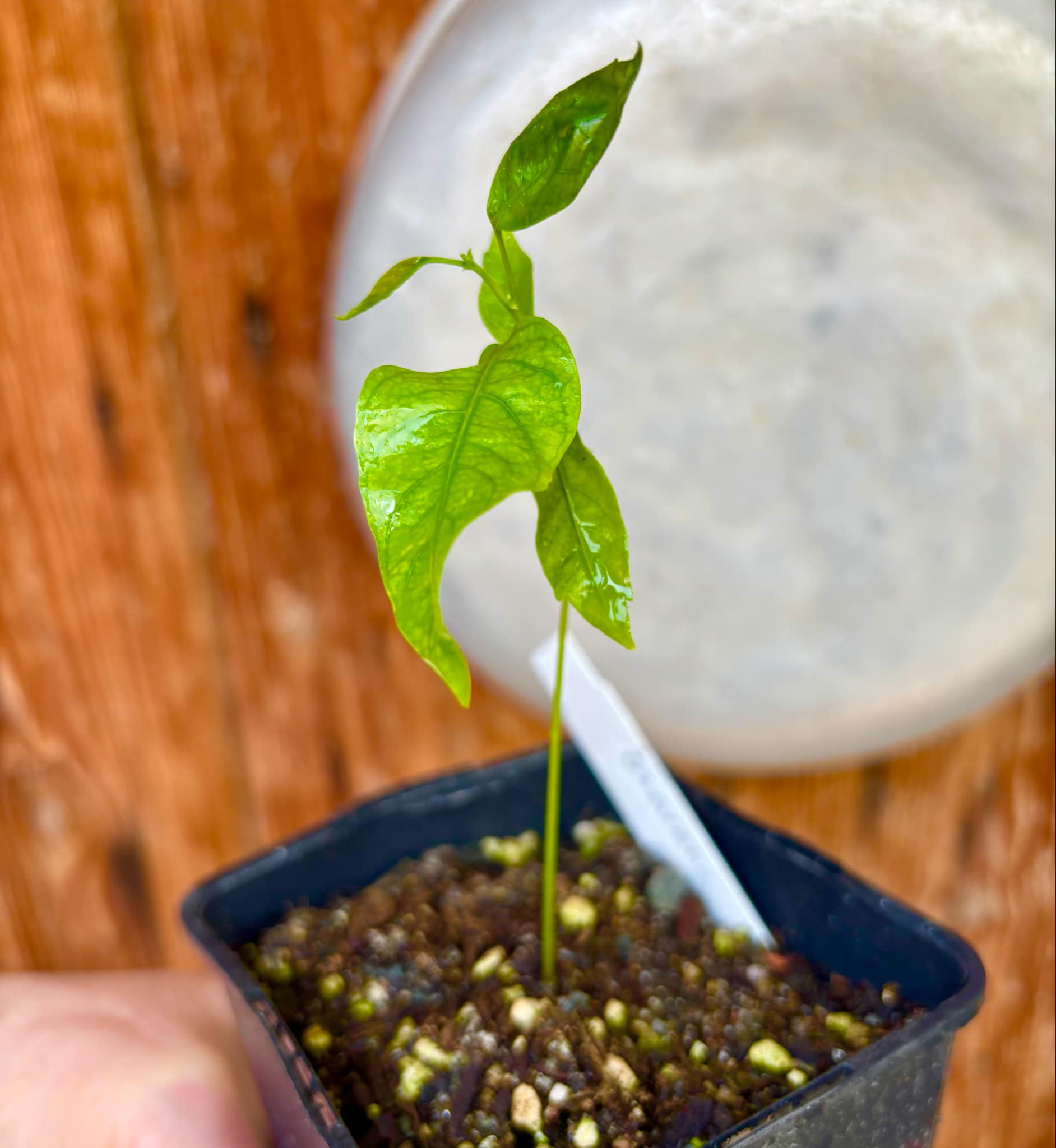 Guaraná (Paullinia cupana) - 1 small potted seedling / 1 kleiner, getopfter Sämling 