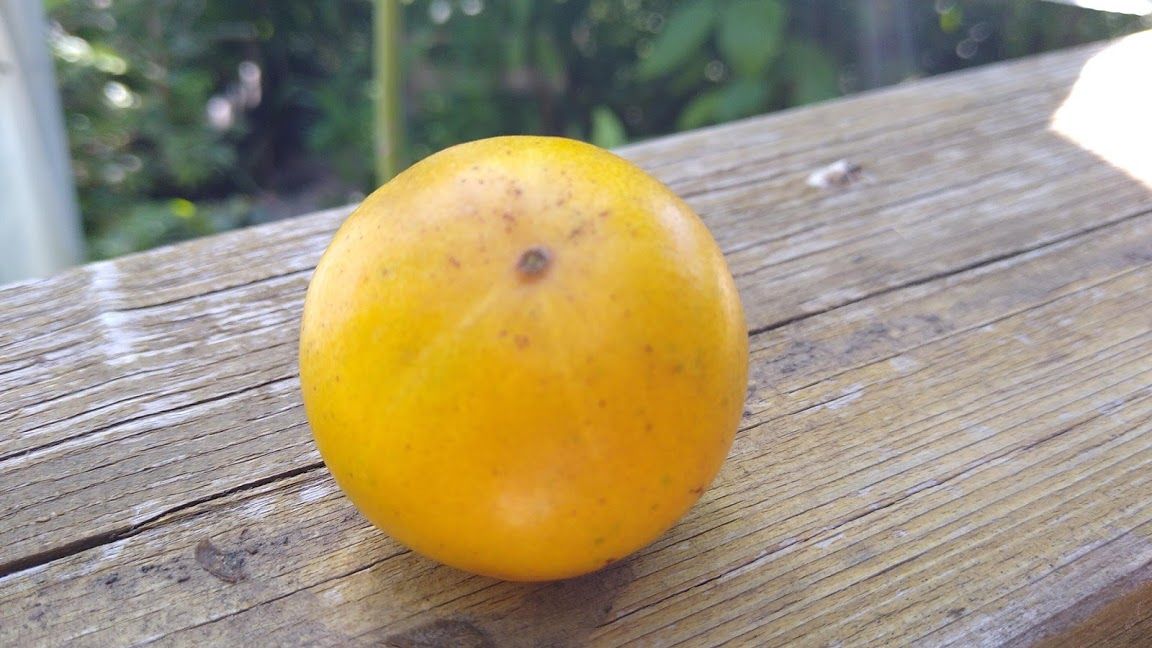 Campomanesia lineatifolia - Rare exotic plant - Seltene exotische Pflanze