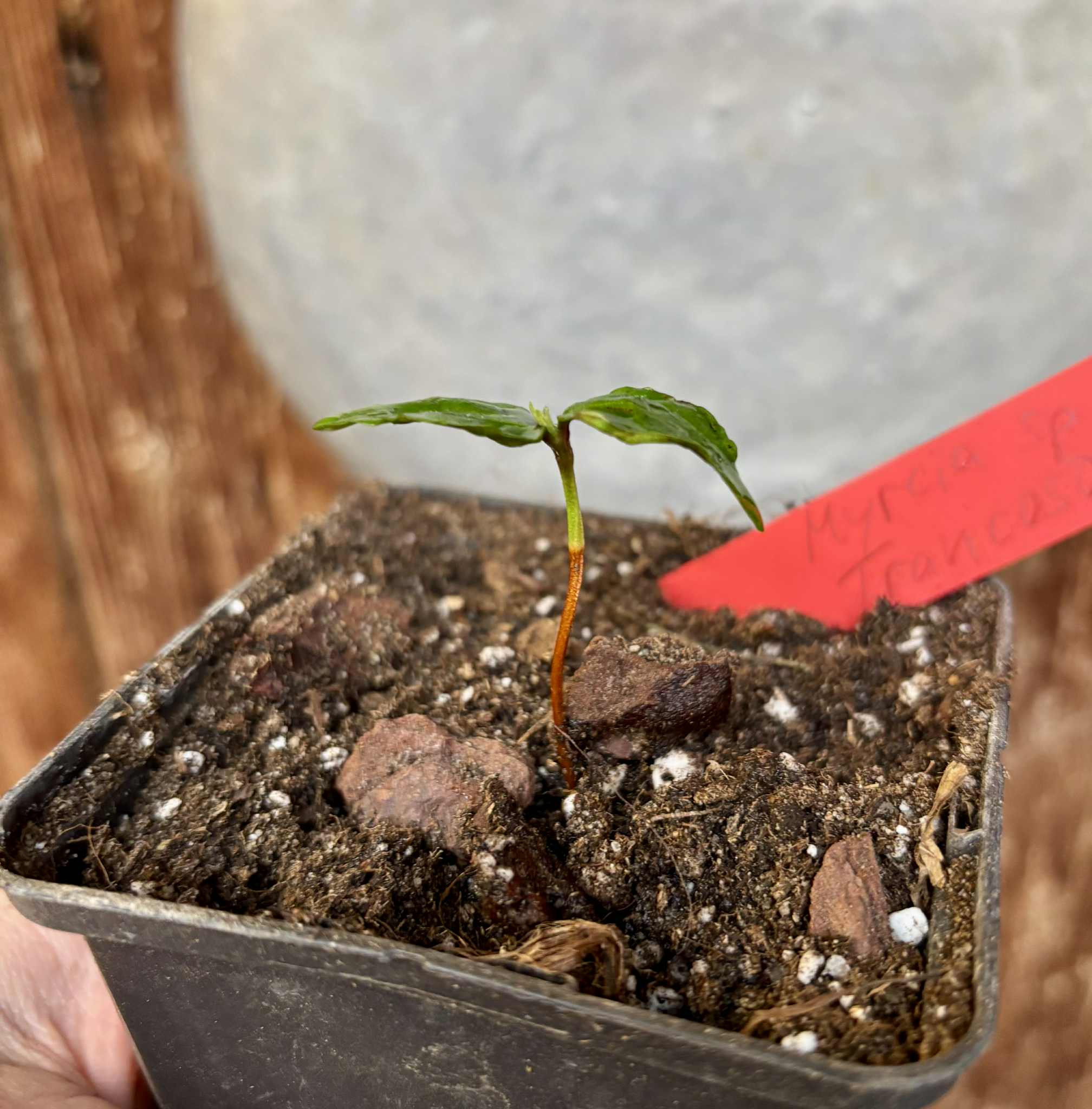 Myrcia sp Trancoso -  1 potted seedling / 1 getopfter Sämling