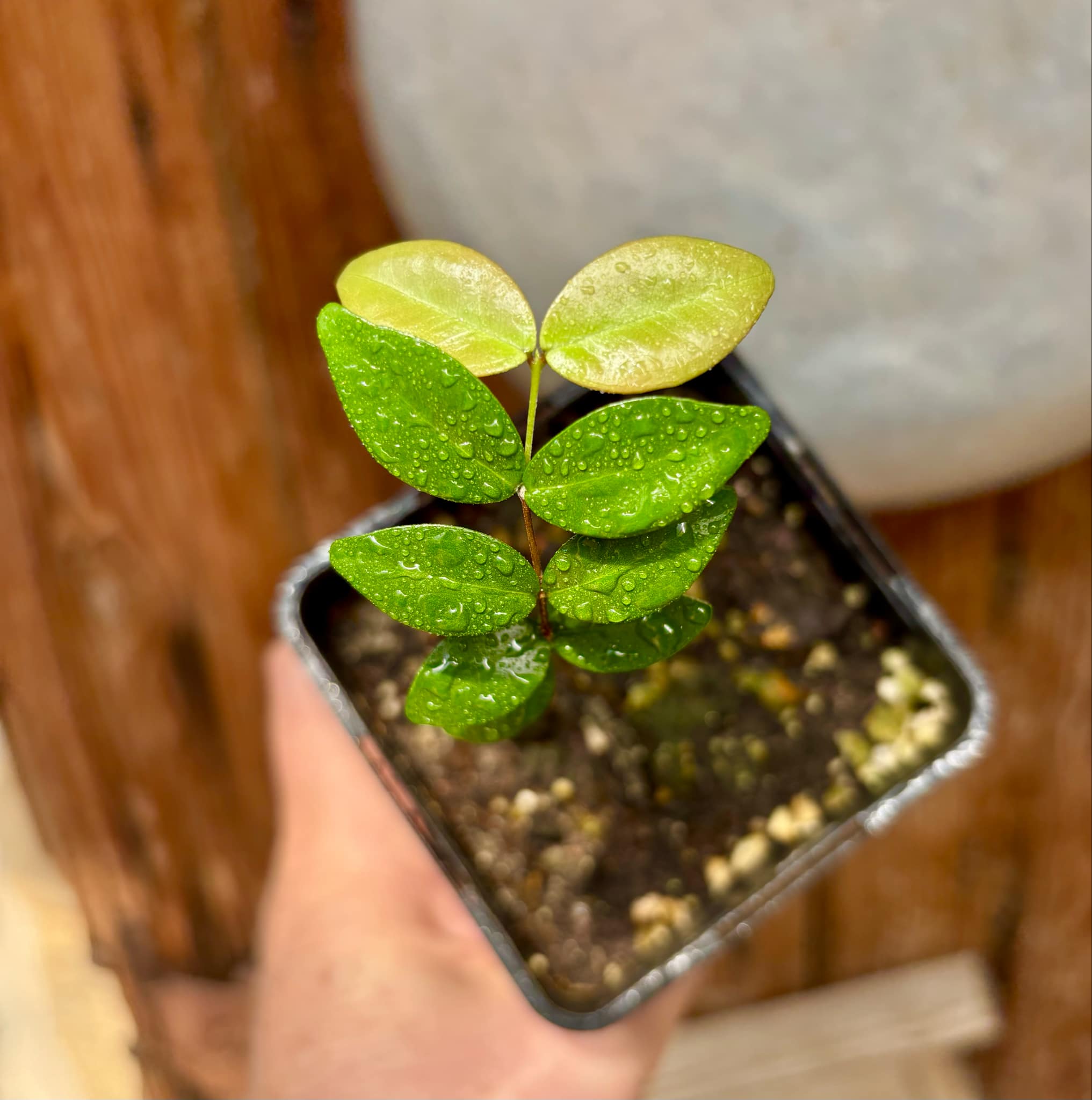 Eugenia sp Chiapas - 1 small potted seedling / 1 kleiner, getopfter Sämling