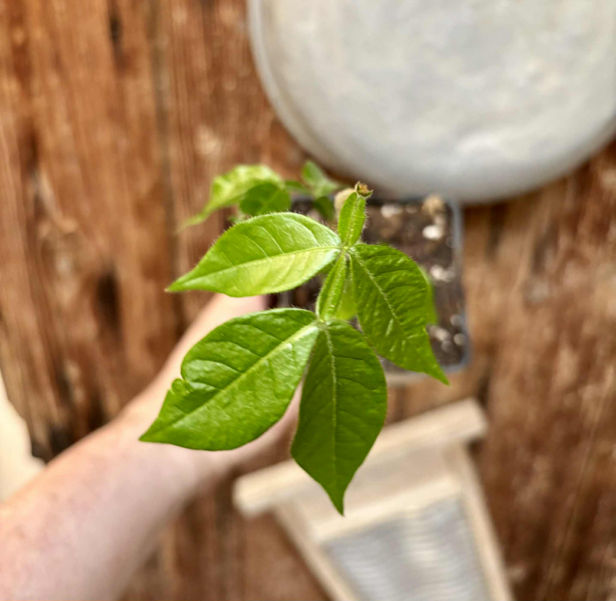 Inga feuilleei - Pacay Ice Cream Bean - 1 potted seedling / 1 getopfter Sämling