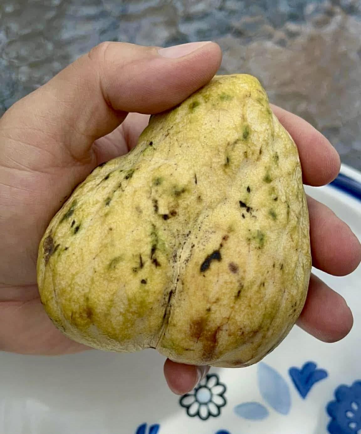 Annona reticulata var Orange- 2 fresh seeds / 2 frische Samen