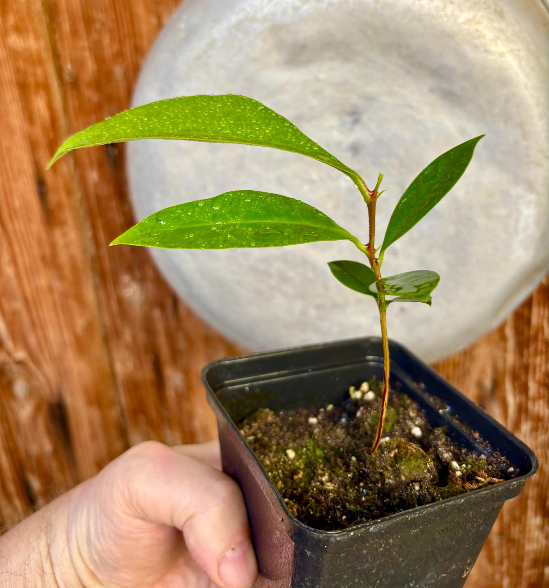 Syzygium sp Khao Luang - 1 potted plant / 1 getopfte Pflanze Syzygium sp Khao Luang - 1 potted plant / 1 getopfte Pflanze