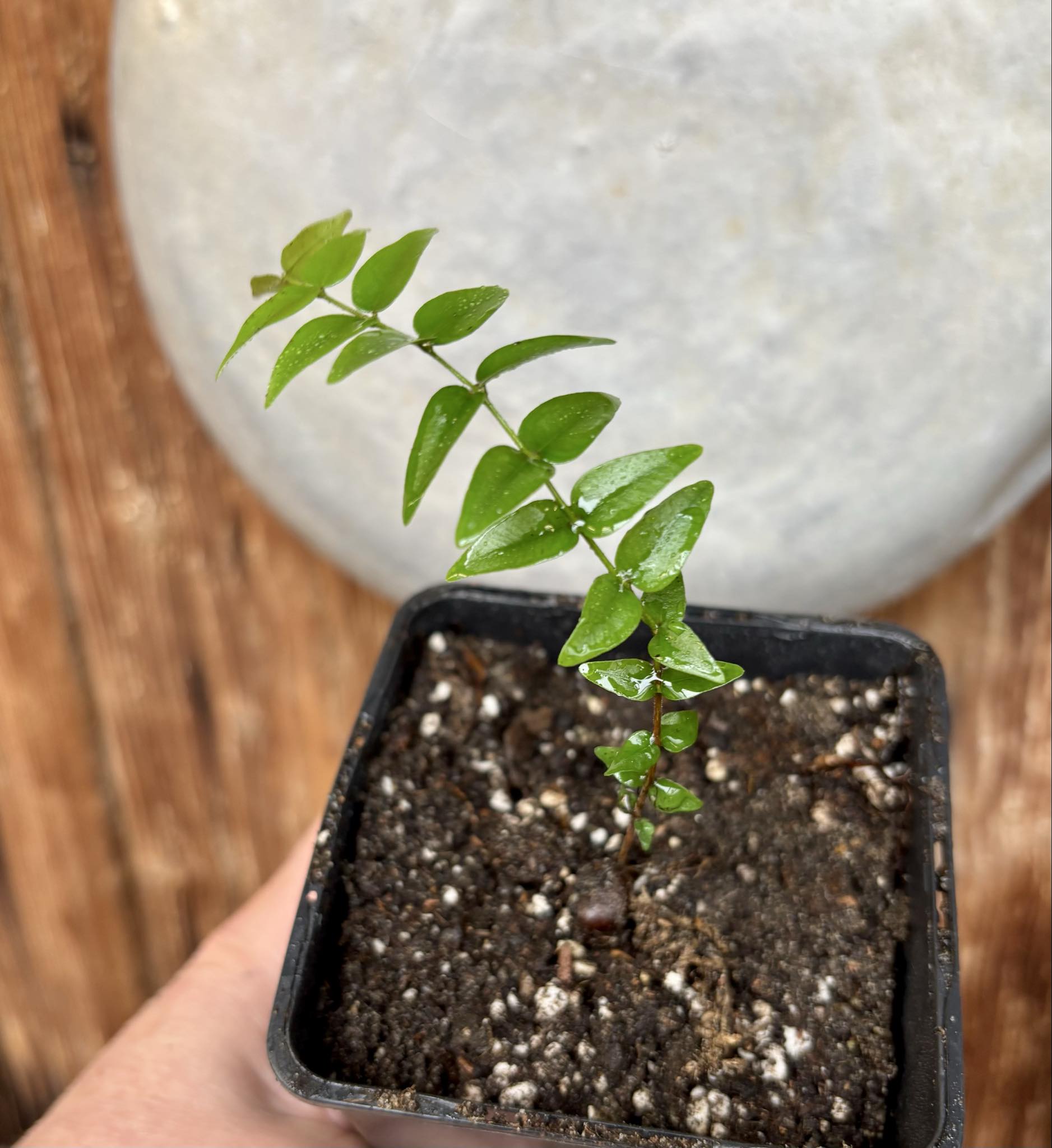 Myrciaria sp Joinville - 1 potted plant / 1 getopfte Pflanze