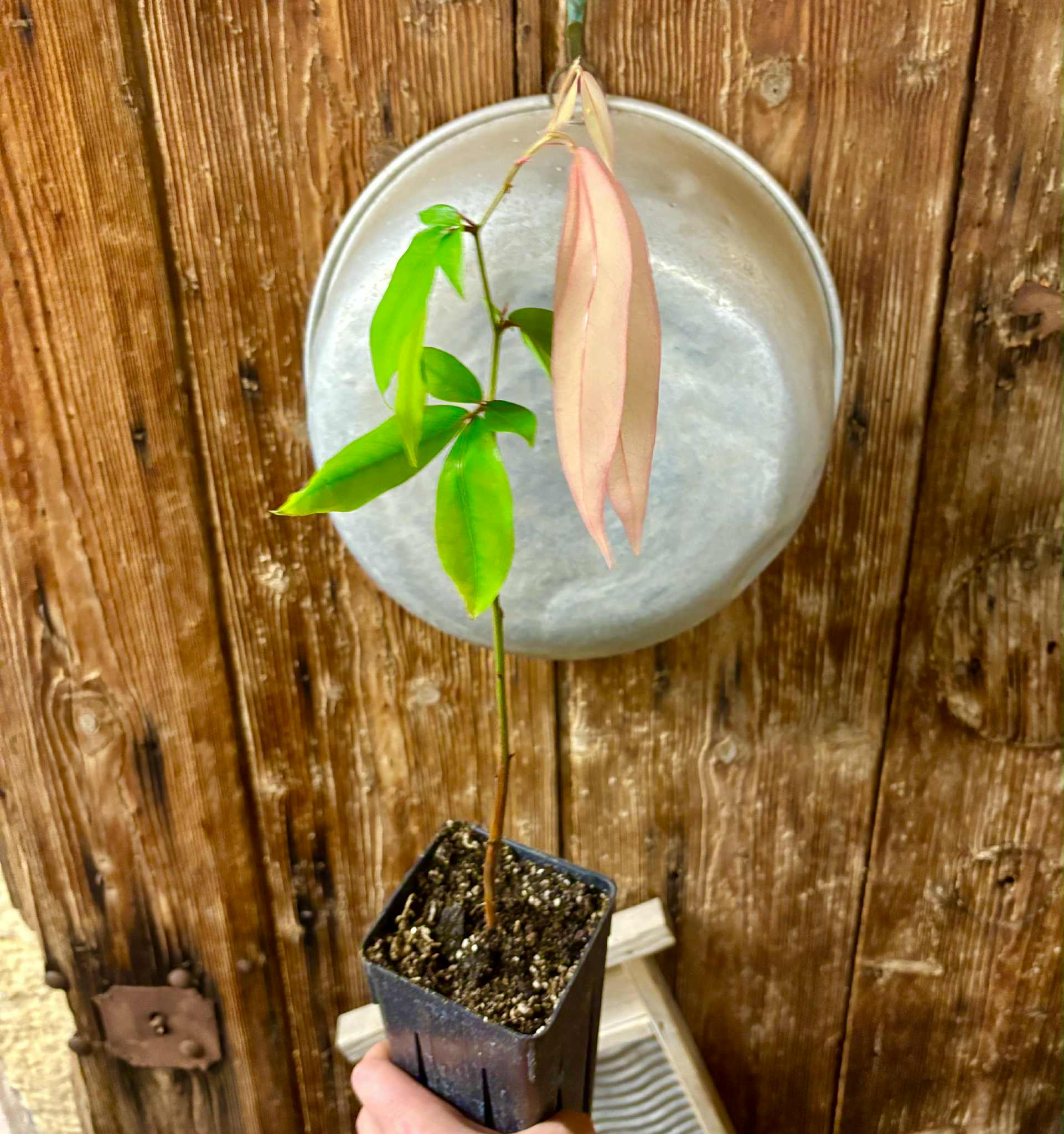 Cynometra malaccensis -  1 potted seedling / 1 getöpfter Sämling