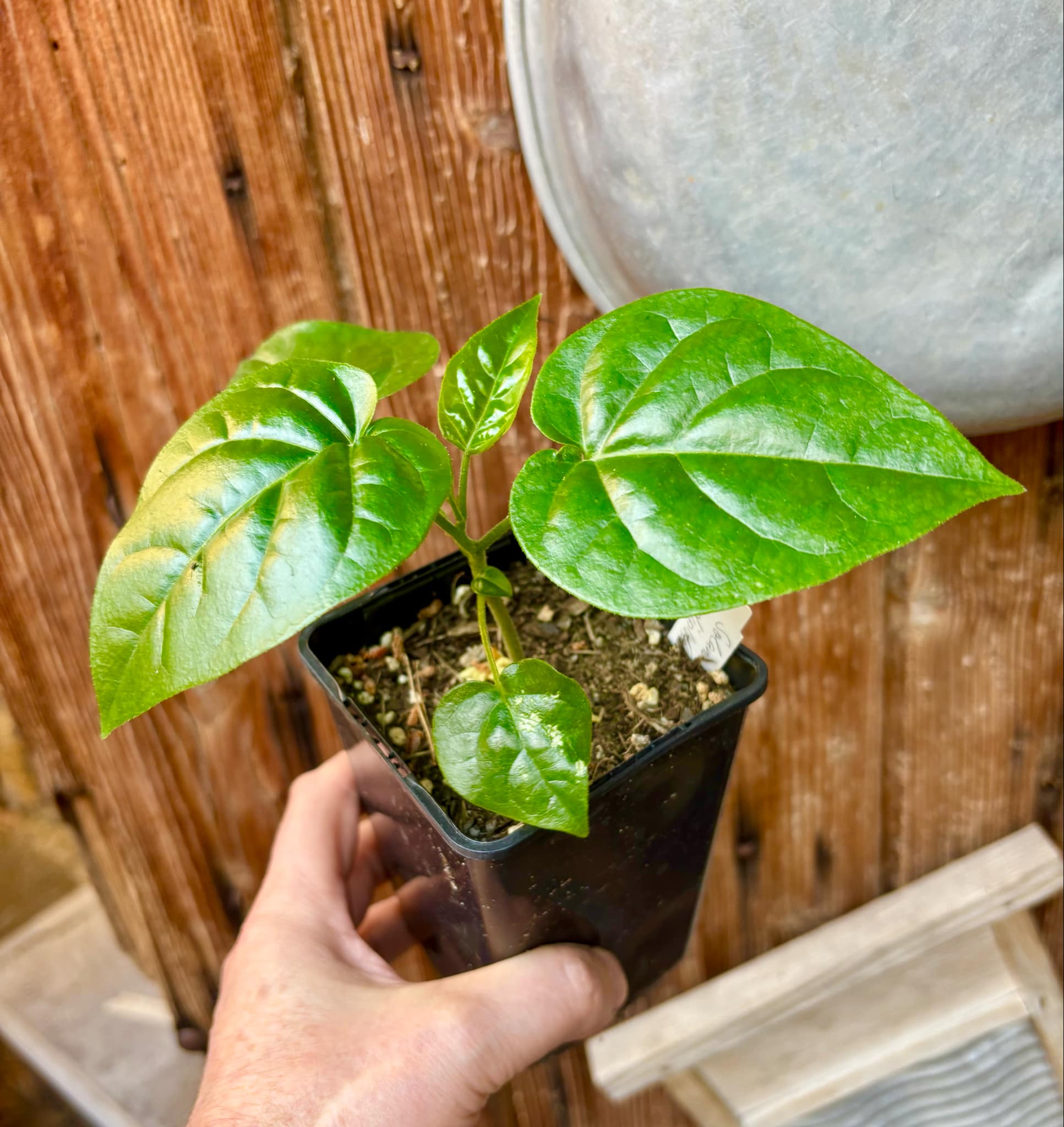 Guava Tamarillo (Solanum diploconos) - 1 small potted seedling / 1 kleiner, getopfter Sämling Guava Tamarillo (Solanum diploconos) - 1 small potted seedling / 1 kleiner, getopfter Sämling