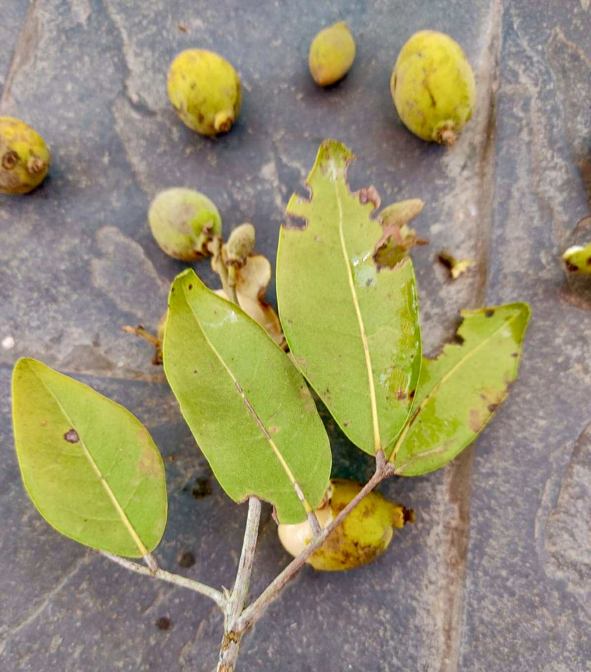 Melicoccus sp Bahia - 1 fresh seed / 1 frischer Samen