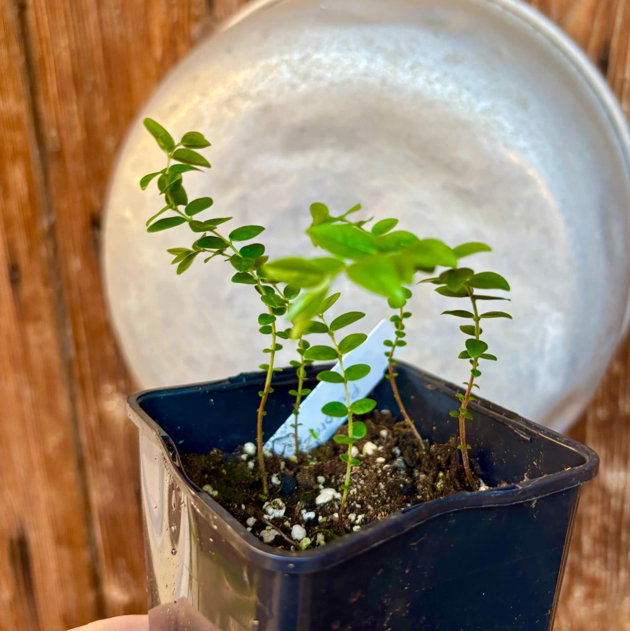 3 seedlings - Myrciaria sp Pastora - 3 small potted seedlings / 3 kleine, getopfte Sämlinge
