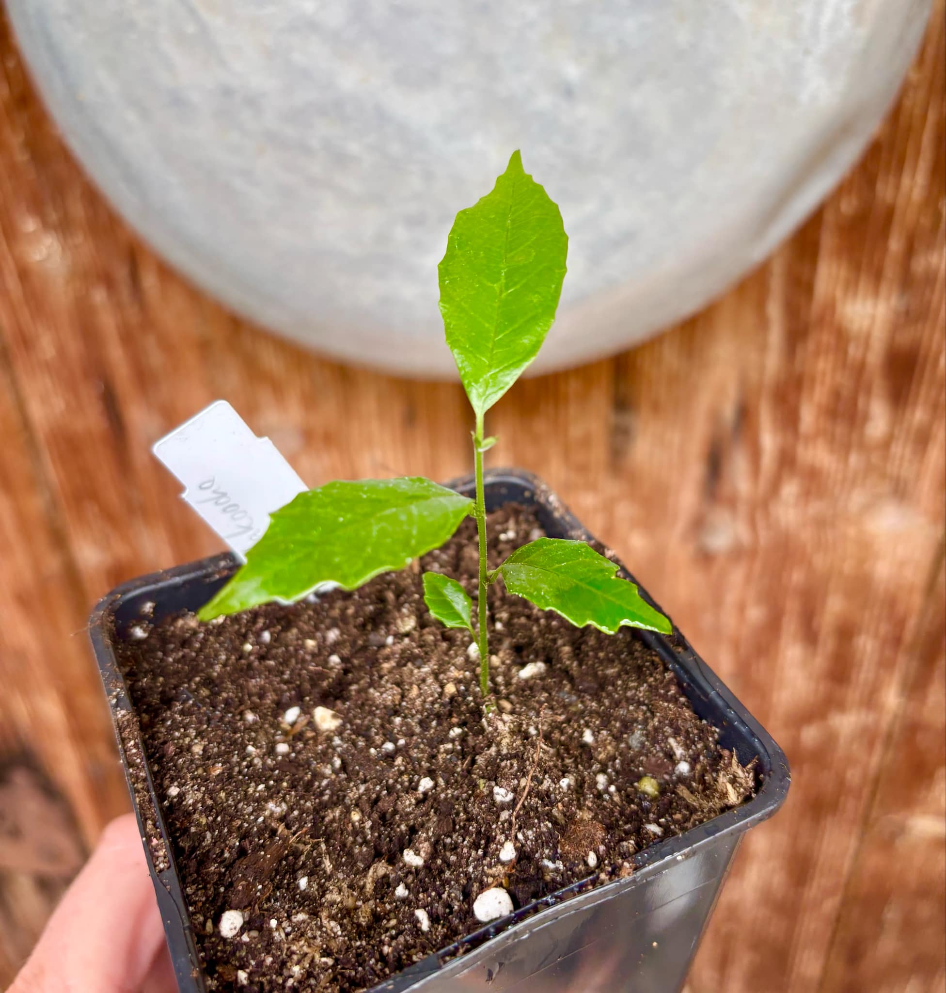 last seedling - Artocarpus aff. lacucha - Wild Lakoocha  -  1 small potted seedling / 1 kleiner, getopfter Sämling