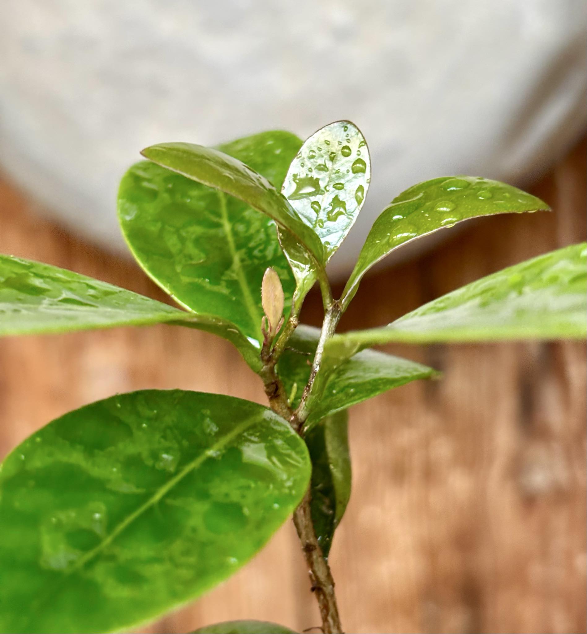Myrcia sp Jequitinhonha - 1 potted seedling / 1 getopfter Sämling