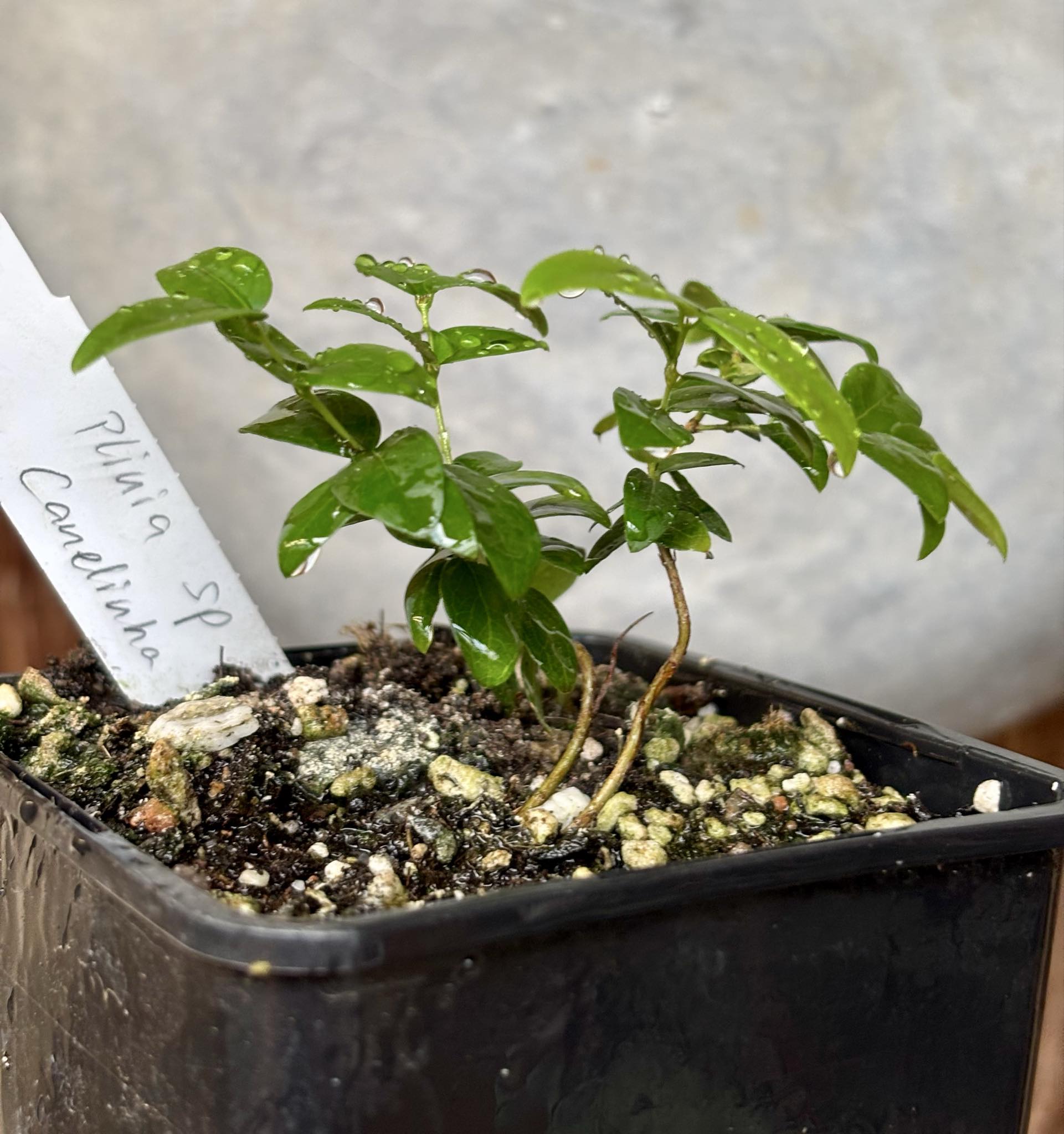 2 in one pot - Jaboticaba - Plinia sp Canelinha Polpa rosea - 1 small potted seedling / 1 kleiner, getopfter Sämling