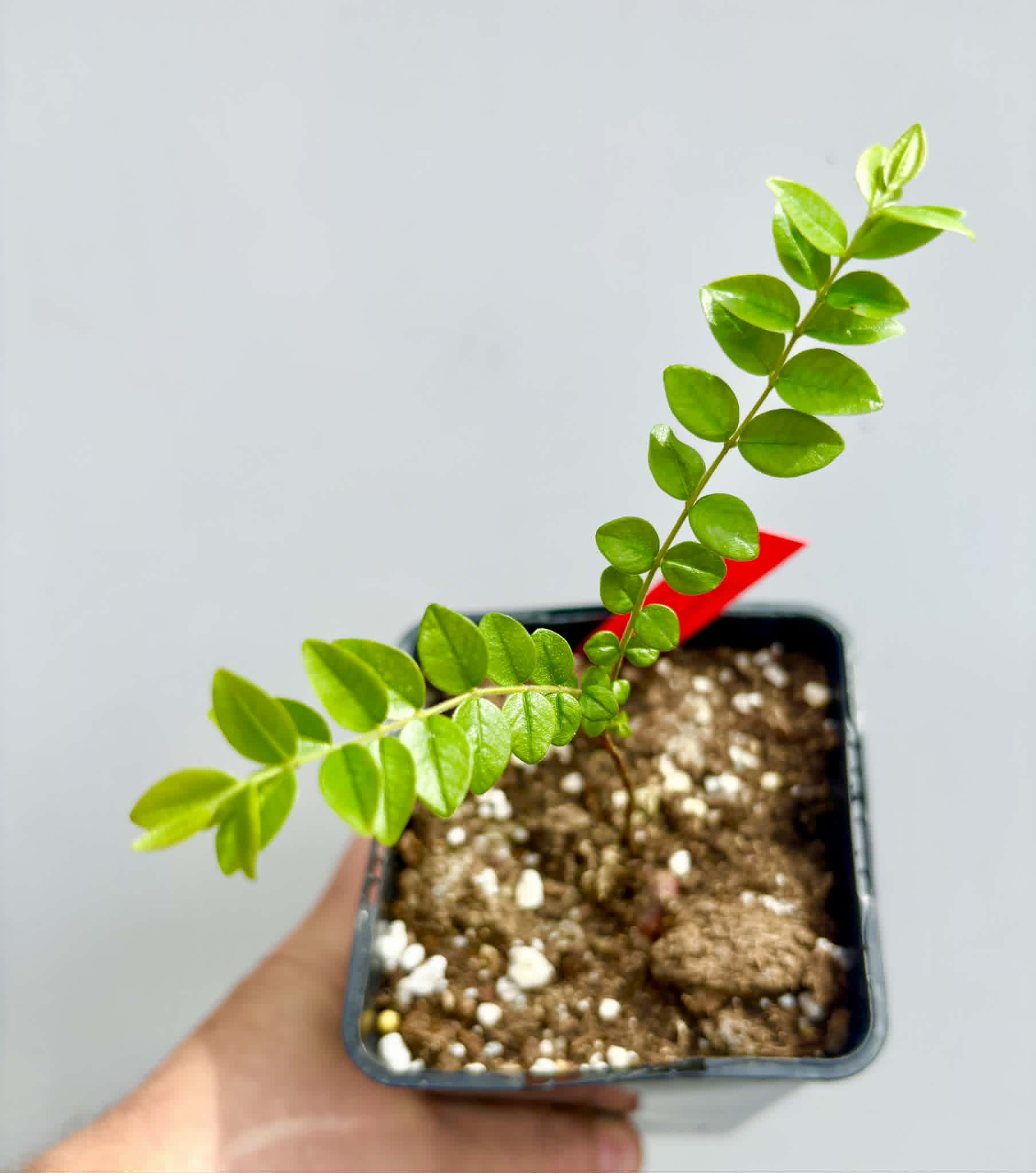 Myrciaria sp Pastora - 1 potted seedling / 1 getopfter Sämling