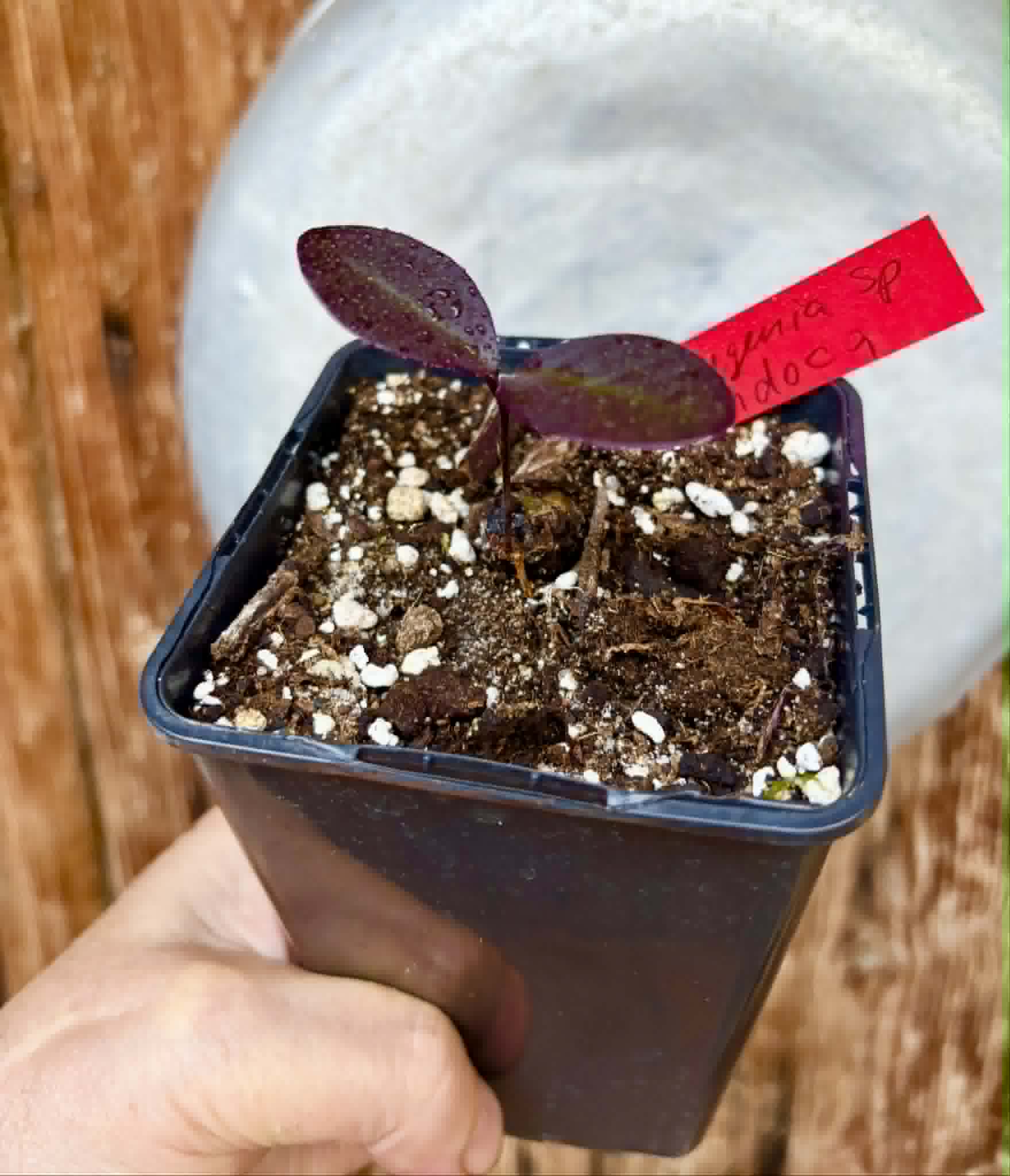 last plant - Eugenia sp Pindoca - 1 potted seedling / 1 getopfter Sämling