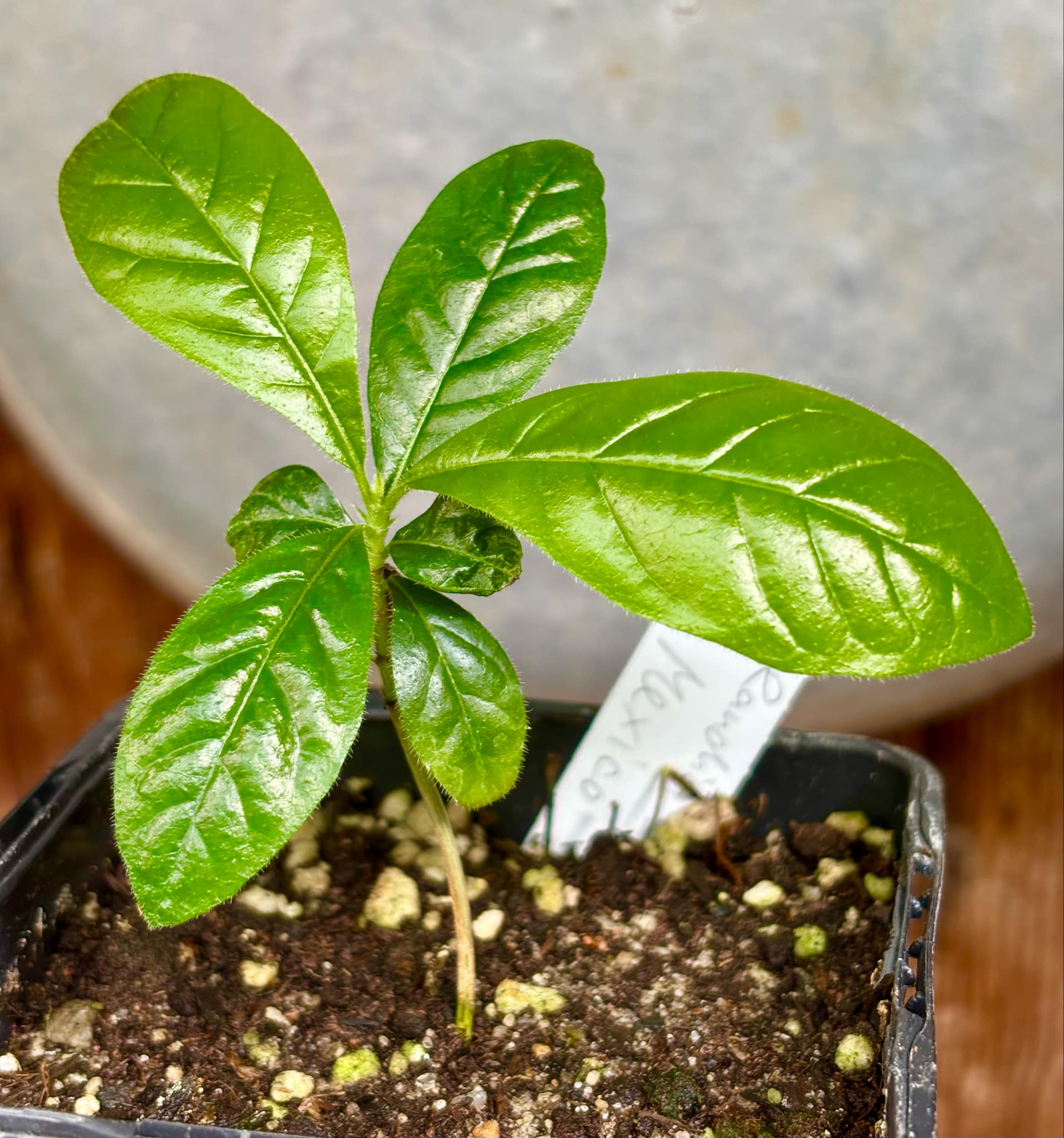 Randia sp Mexico  - 1 small seedling / 1 kleiner Sämling