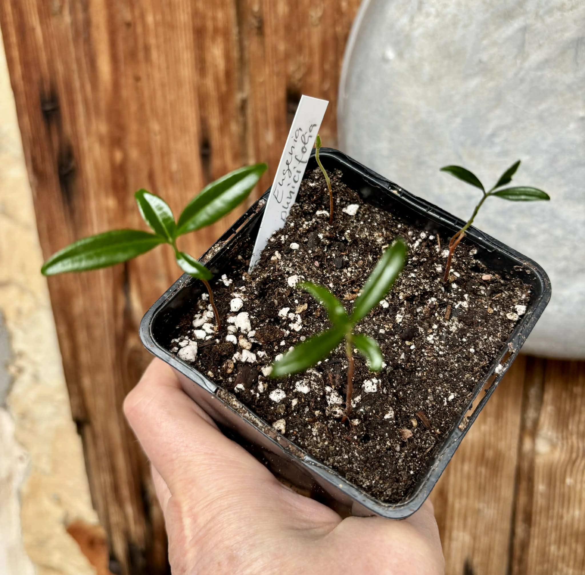 4 in 1 pot - Eugenia punicifolia - 1 potted plant / 1 getopfte Pflanze