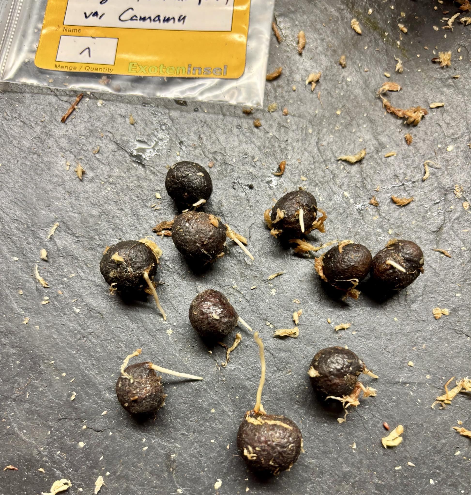 Eugenia rotundifolia var. Camamu - 1 germinated seed / 1 gekeimter Samen Eugenia rotundifolia var. Camamu - 1 germinated seed / 1 gekeimter Samen