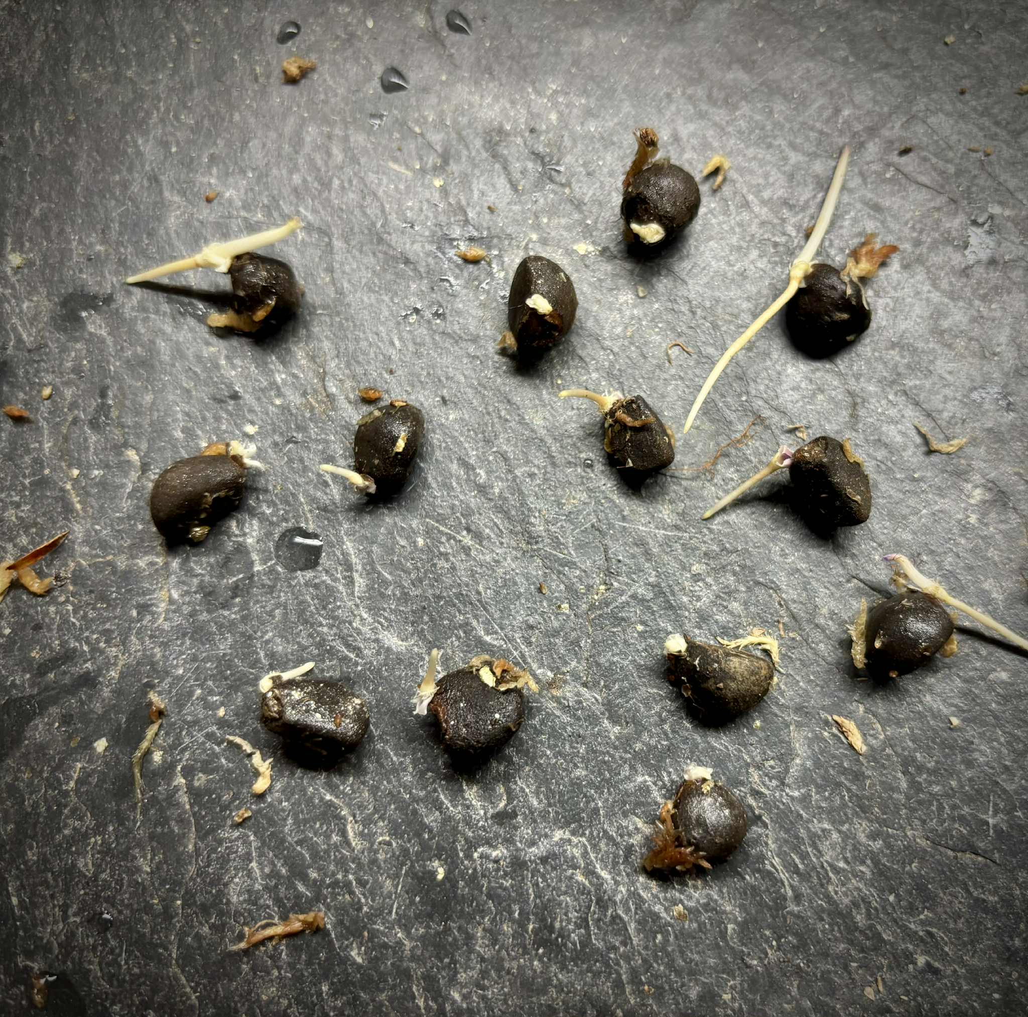 Mouriri sp Rondonia - 1 germinated seed / 1 gekeimter Samen