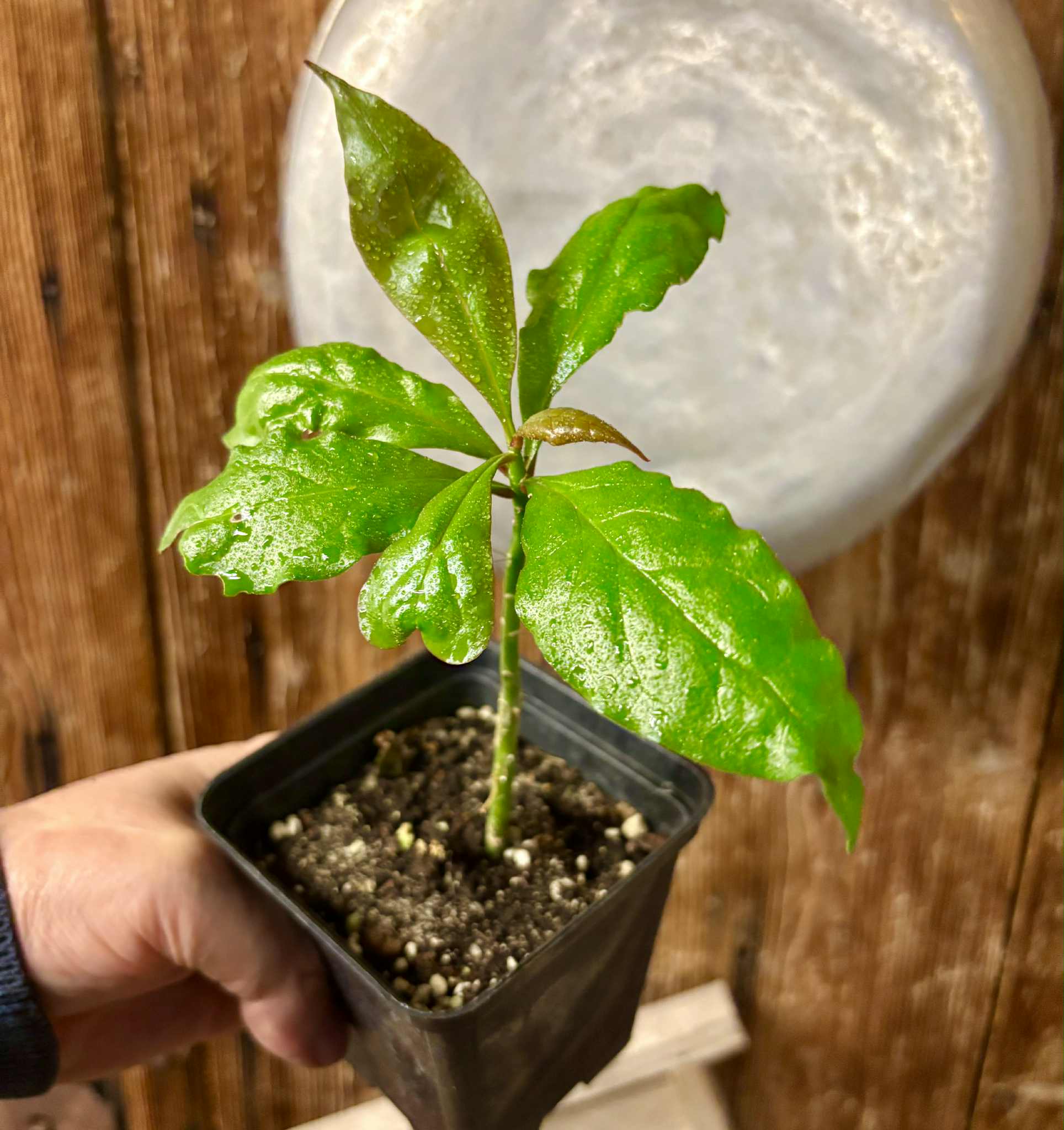 Rooted cutting - Pereskia bleo - Leuenbergeria bleo - 1 potted plant / 1 getopfte Pflanze