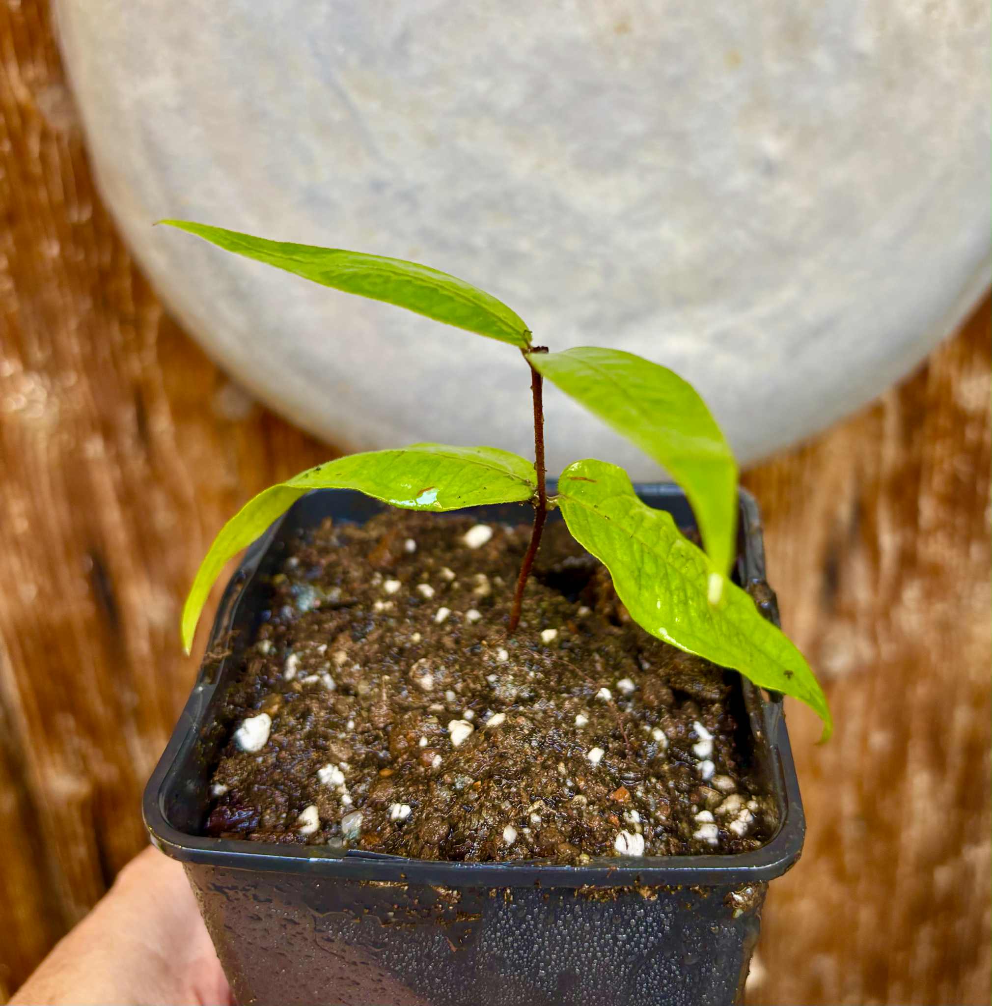Plinia aureana "Branca Costada"  - 1 rooted, potted cutting / 1 bewurzelter, getopfter Steckling