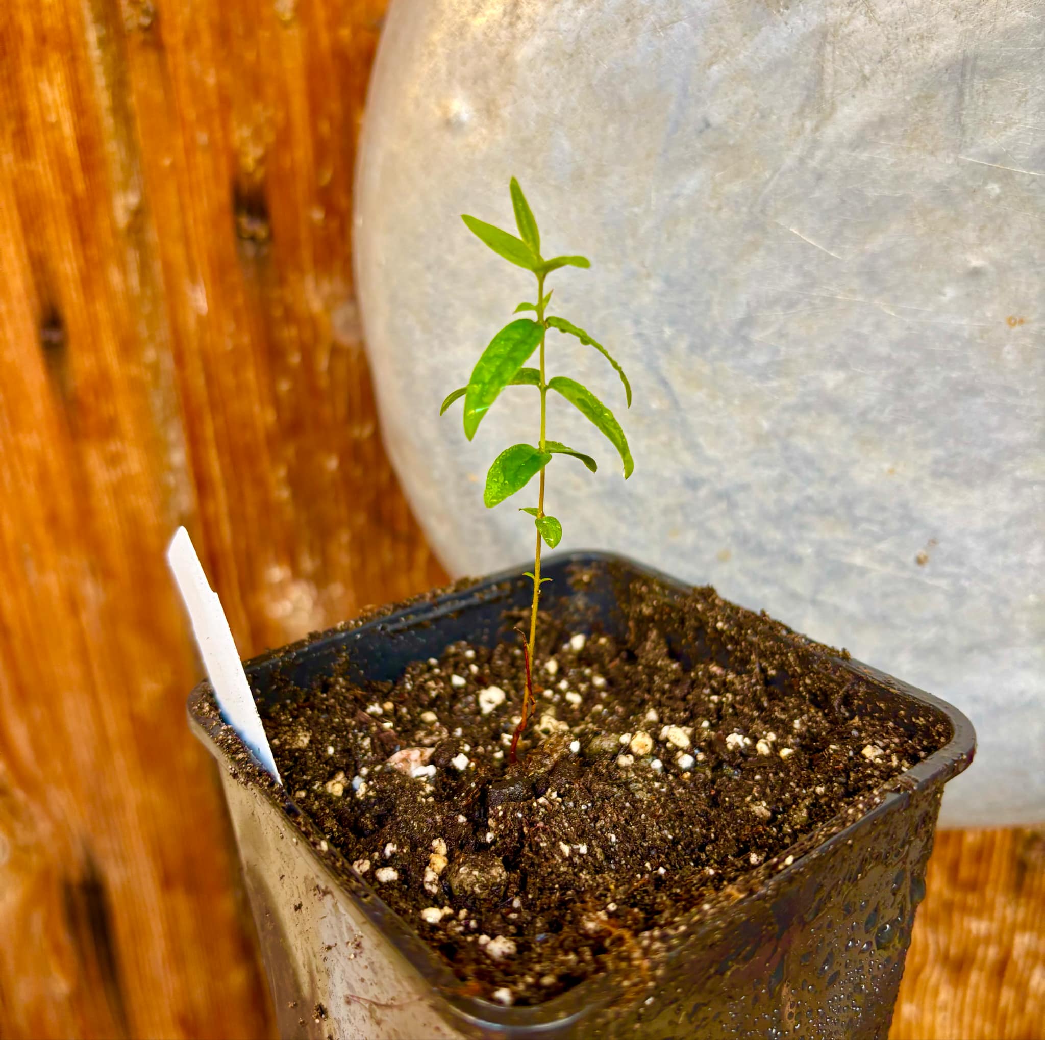 Plinia sp Pai Pedro - 1 small potted seedling / 1 kleiner, getopfter Sämling Plinia sp Pai Pedro - 1 small potted seedling / 1 kleiner, getopfter Sämling