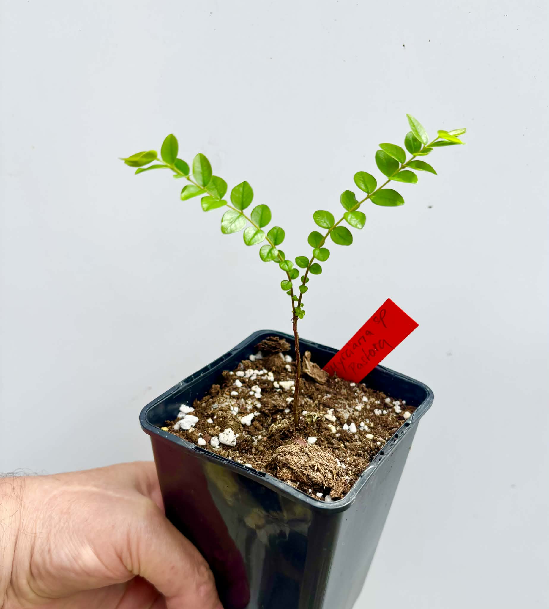 Myrciaria sp Pastora - 1 potted seedling / 1 getopfter Sämling