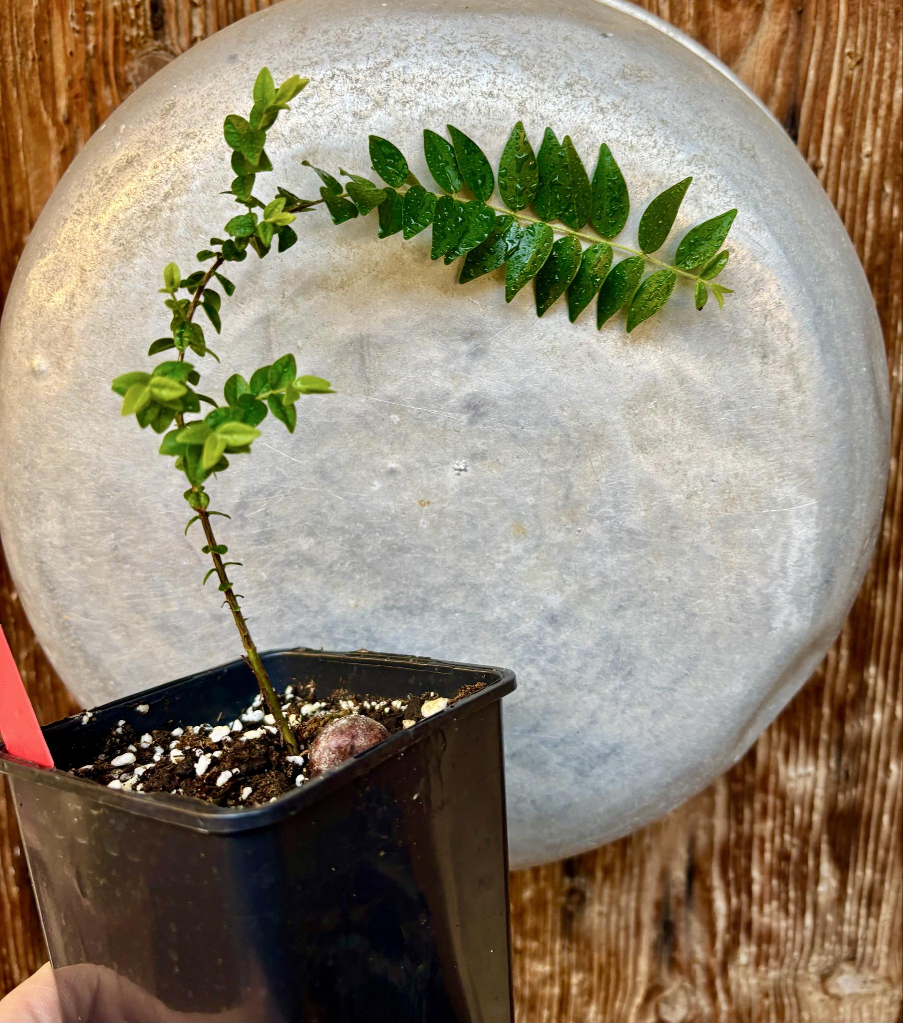 Myrciaria sp Pastora - 1 potted seedling / 1 getopfter Sämling