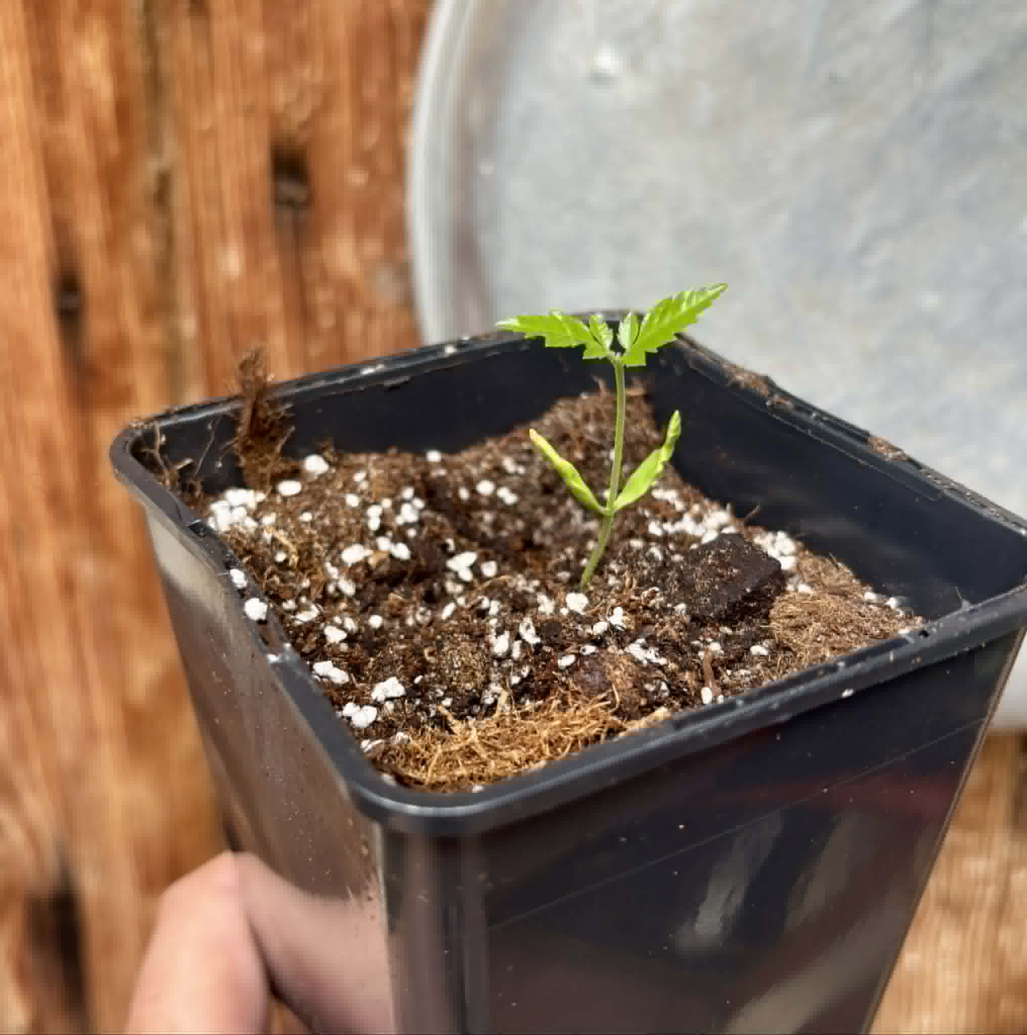 Allophylus edulis - Chal-Chal / Fruta de Pomba - 1 potted seedling / 1 getopfter Sämling