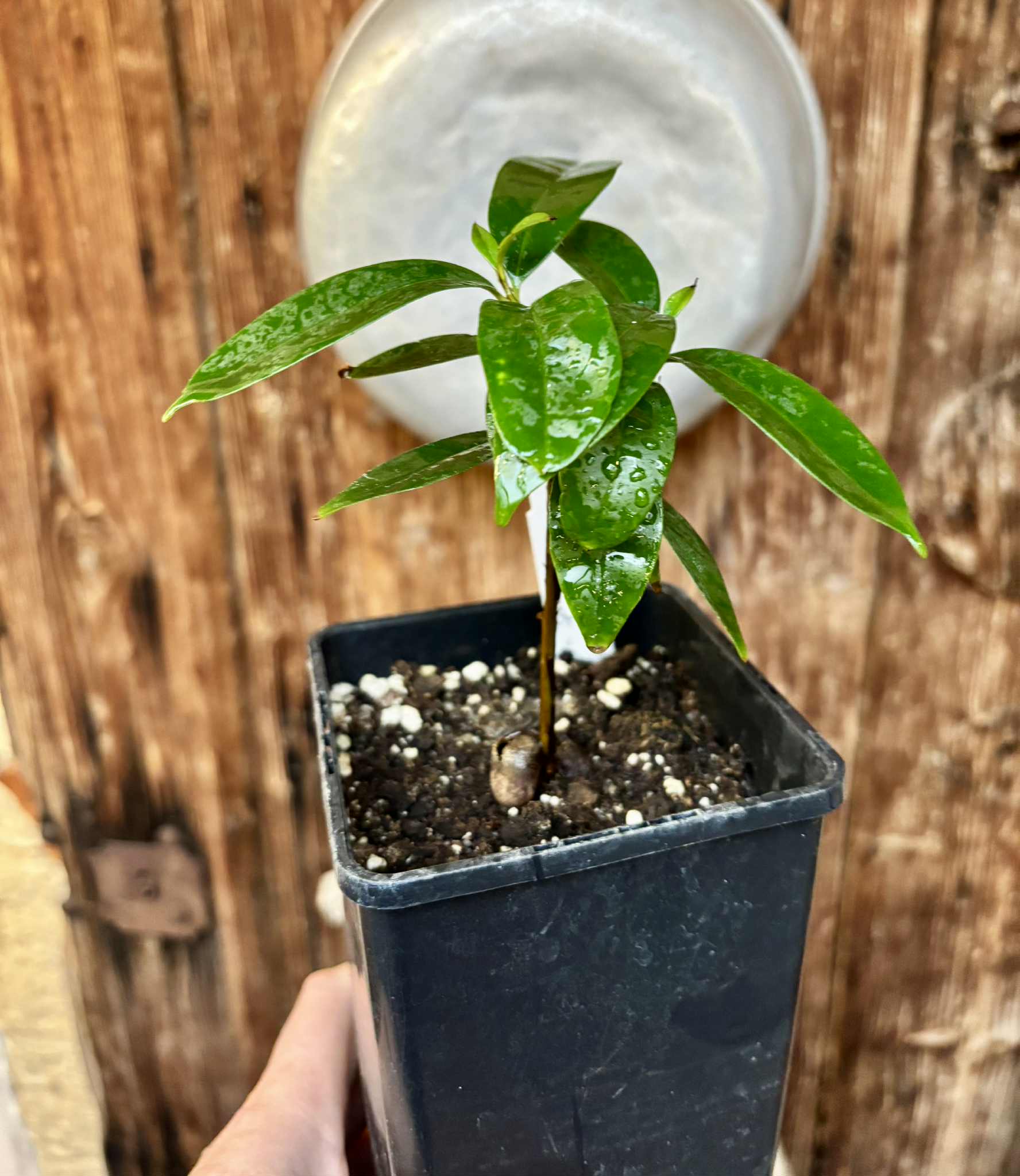 Eugenia sp Cereja Grande da Bahia - 1 potted plant / 1 getopfte Pflanze